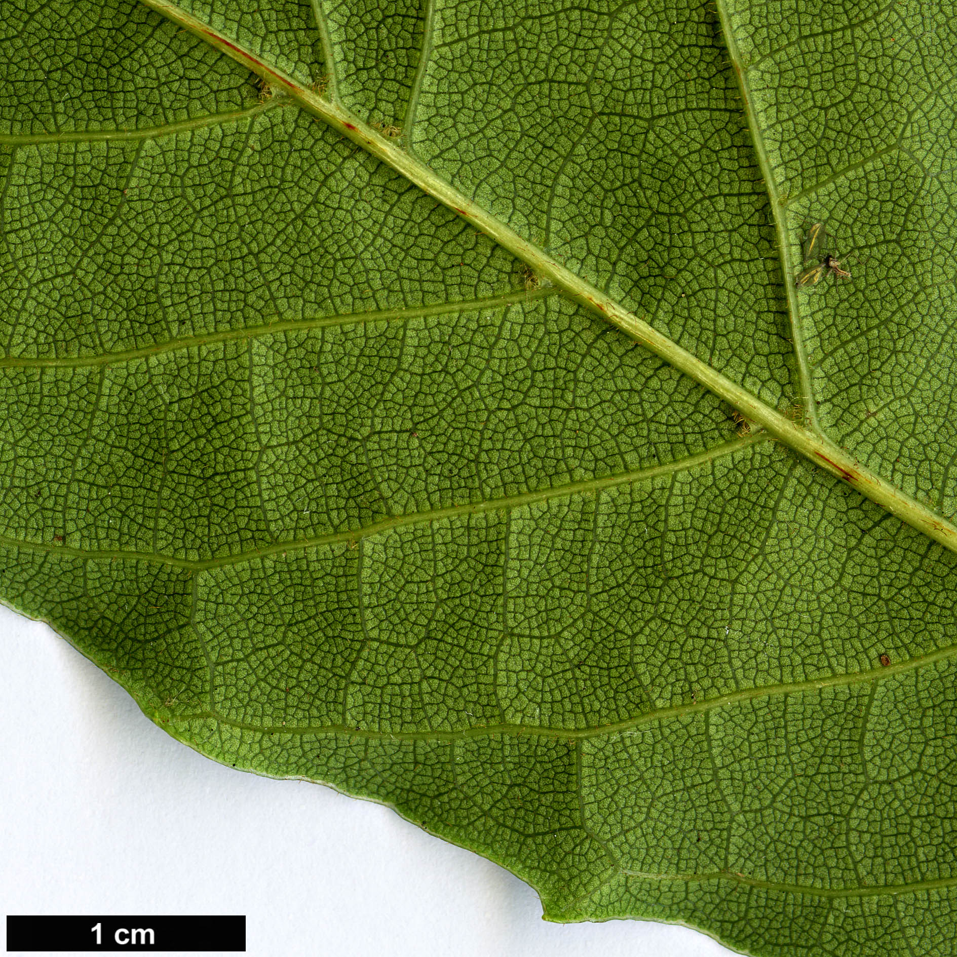 High resolution image: Family: Sabiaceae - Genus: Meliosma - Taxon: dentata