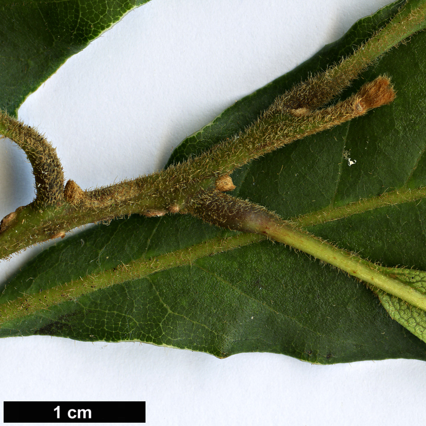 High resolution image: Family: Sabiaceae - Genus: Meliosma - Taxon: dentata