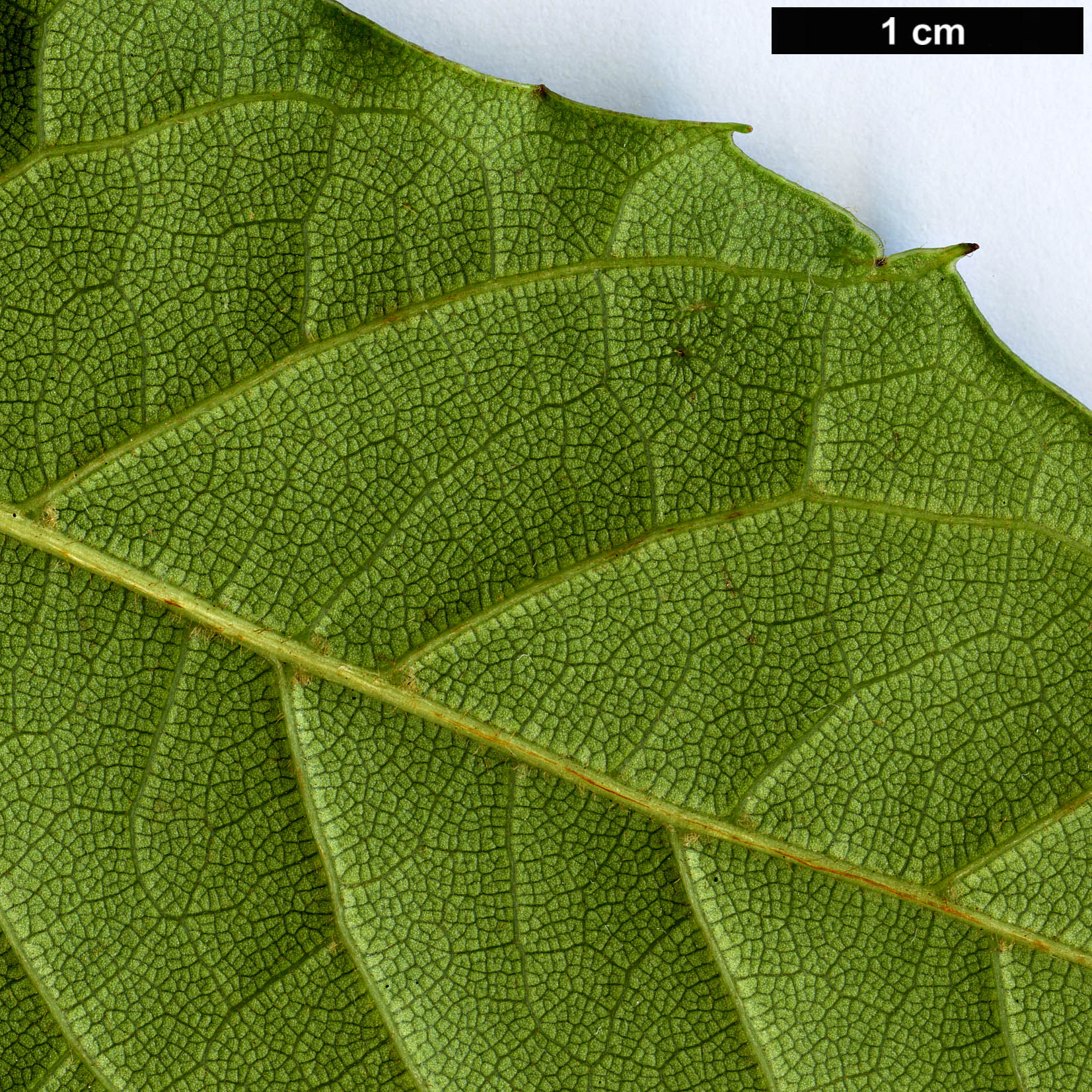 High resolution image: Family: Sabiaceae - Genus: Meliosma - Taxon: dentata