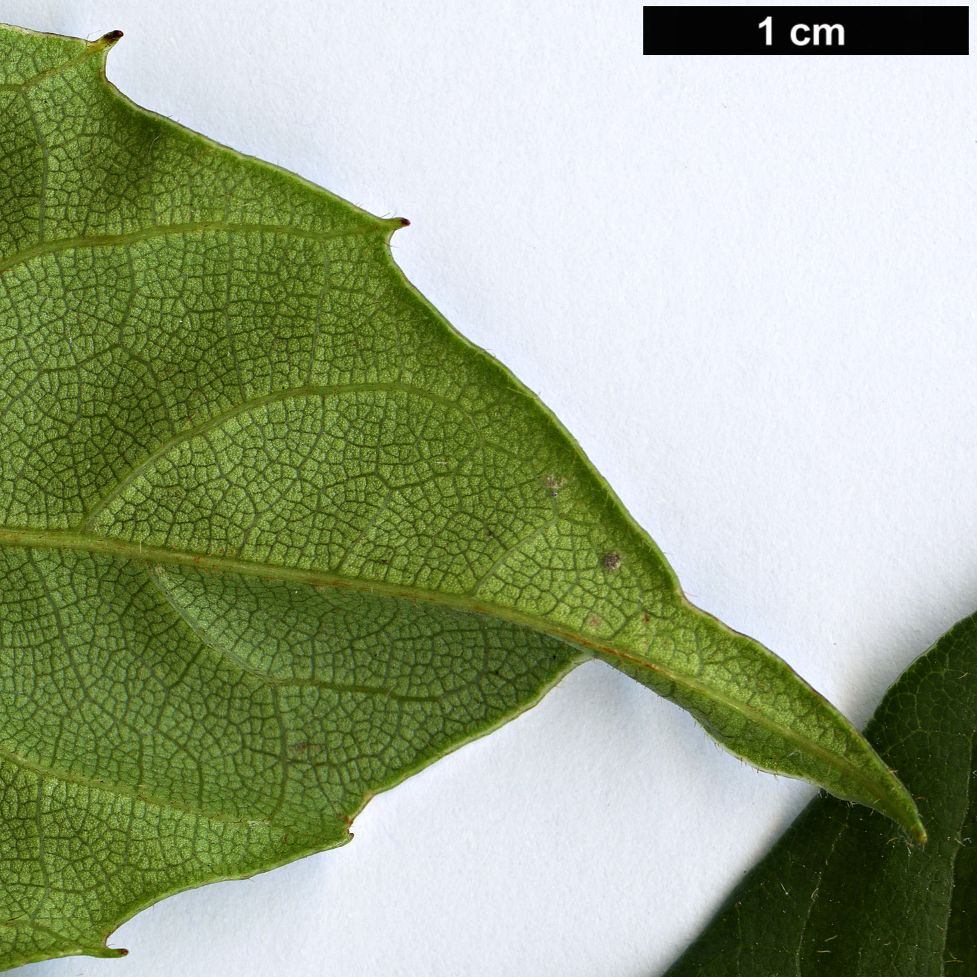 High resolution image: Family: Sabiaceae - Genus: Meliosma - Taxon: dentata