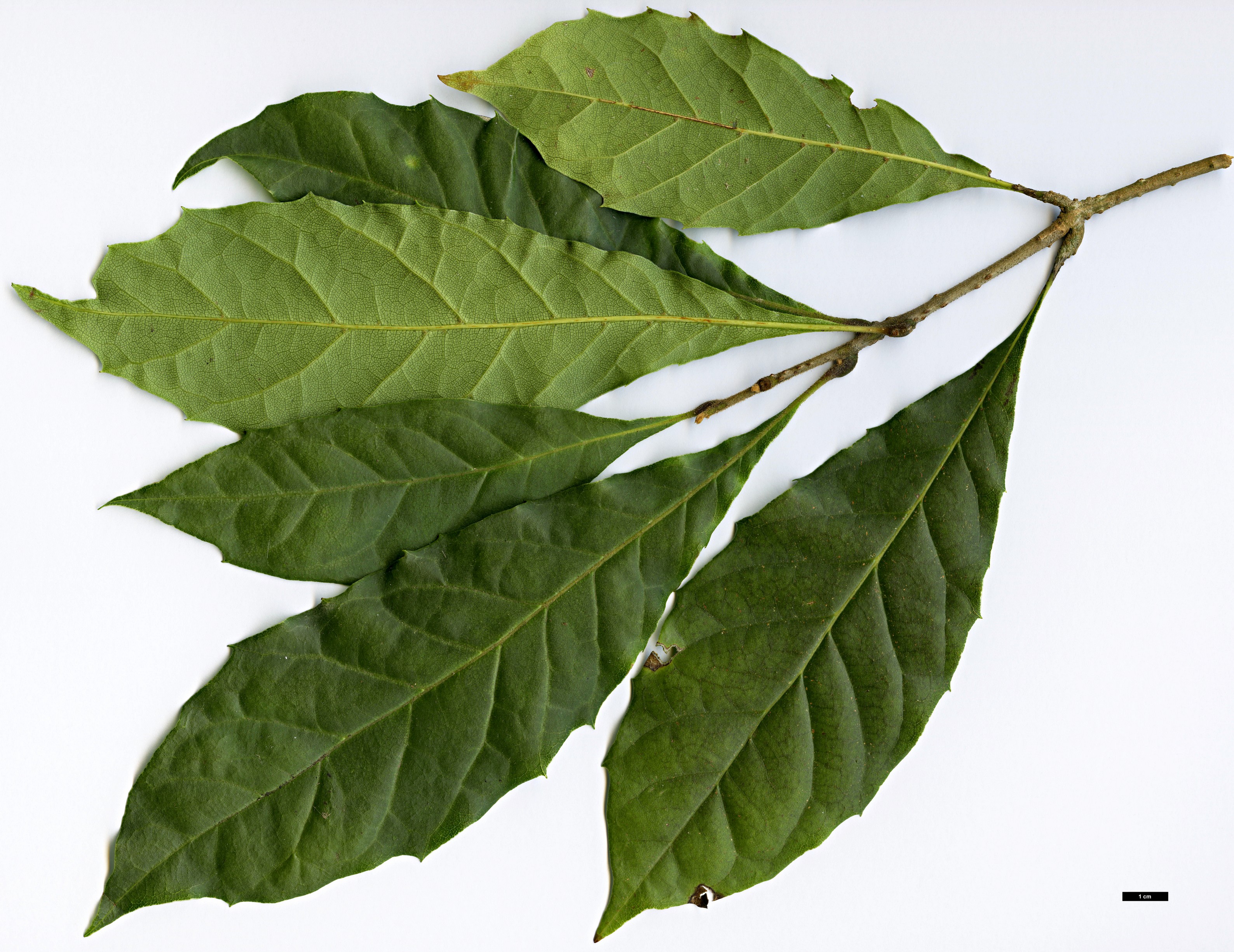 High resolution image: Family: Sabiaceae - Genus: Meliosma - Taxon: dentata