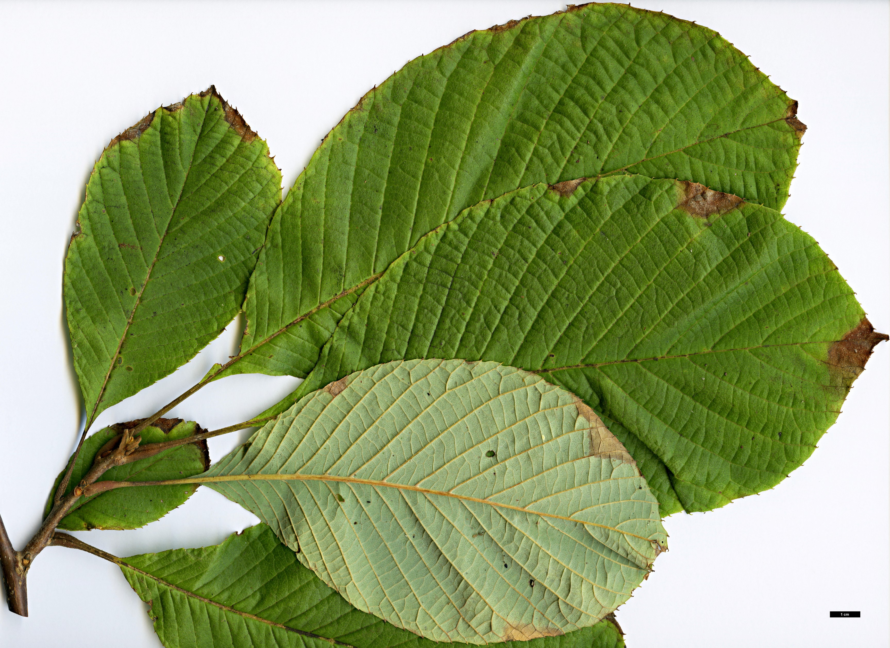 High resolution image: Family: Sabiaceae - Genus: Meliosma - Taxon: dilleniifolia