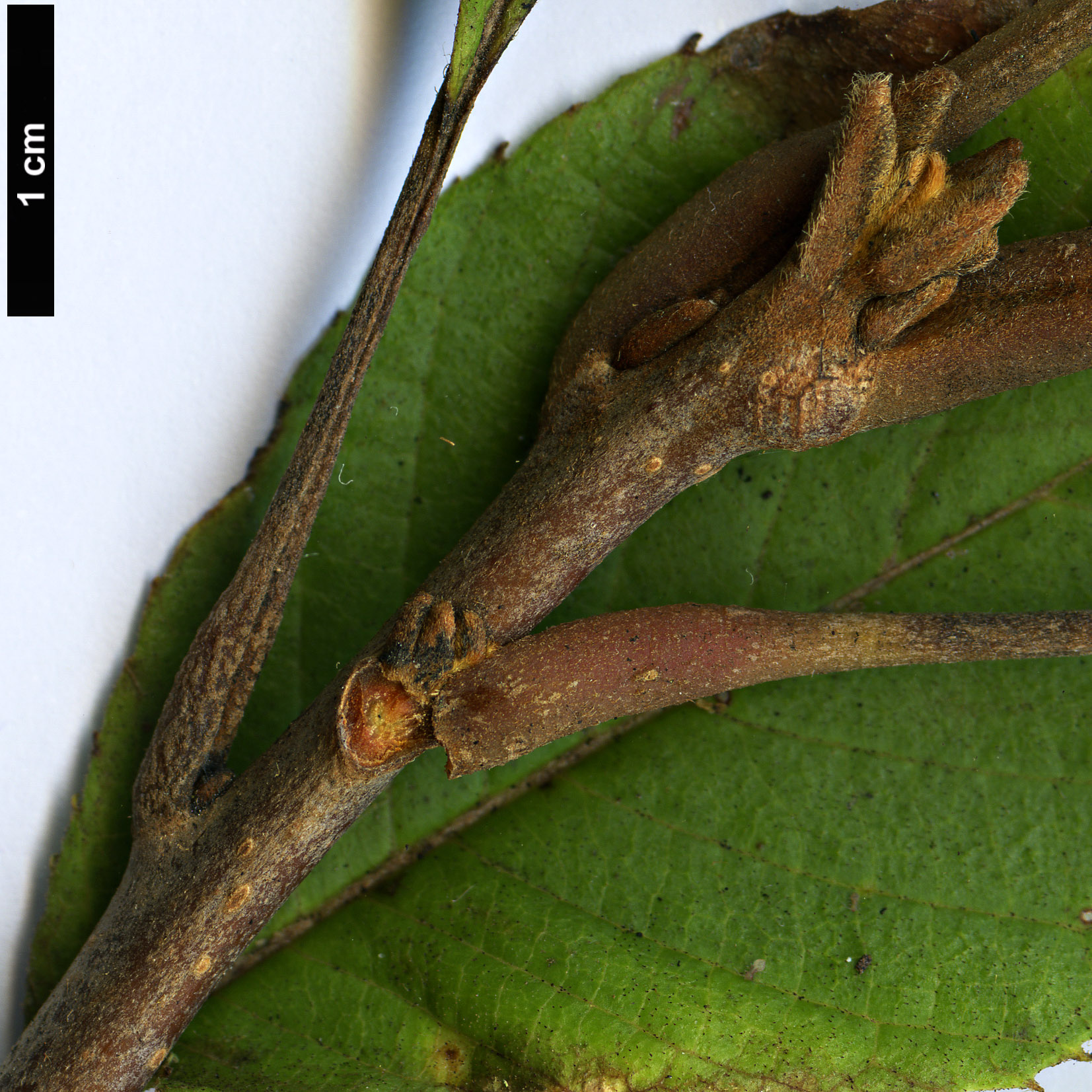 High resolution image: Family: Sabiaceae - Genus: Meliosma - Taxon: dilleniifolia