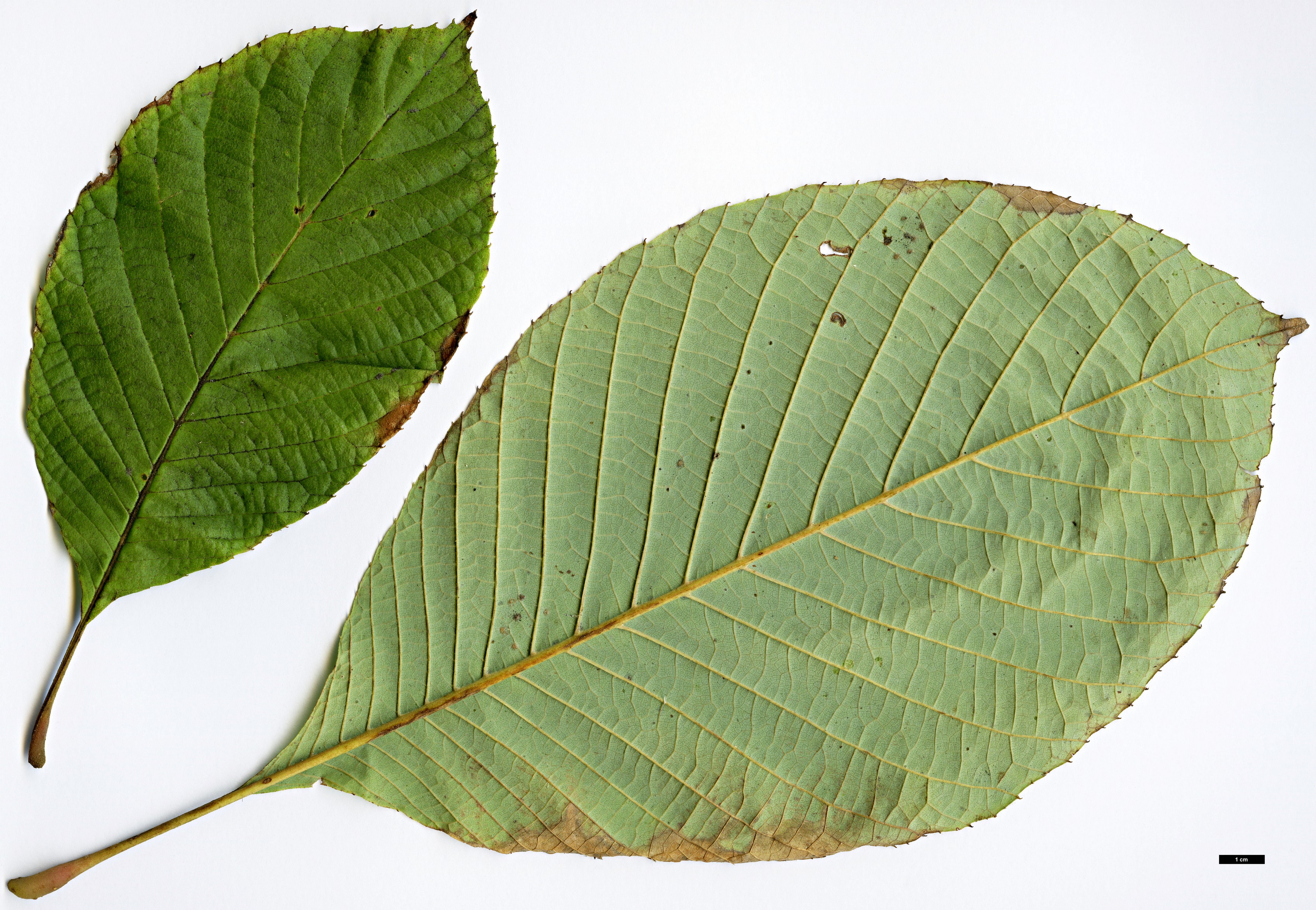 High resolution image: Family: Sabiaceae - Genus: Meliosma - Taxon: dilleniifolia