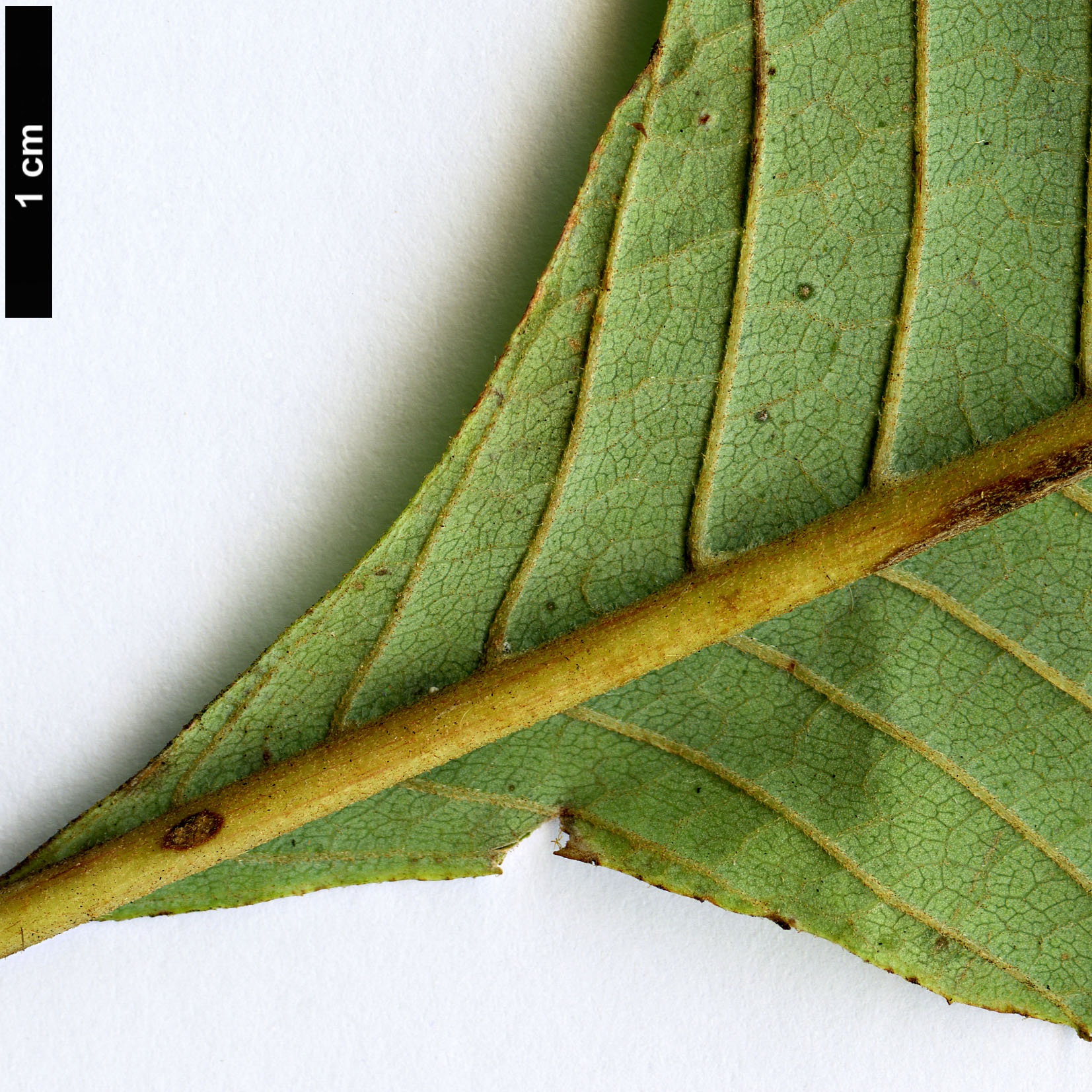 High resolution image: Family: Sabiaceae - Genus: Meliosma - Taxon: dilleniifolia