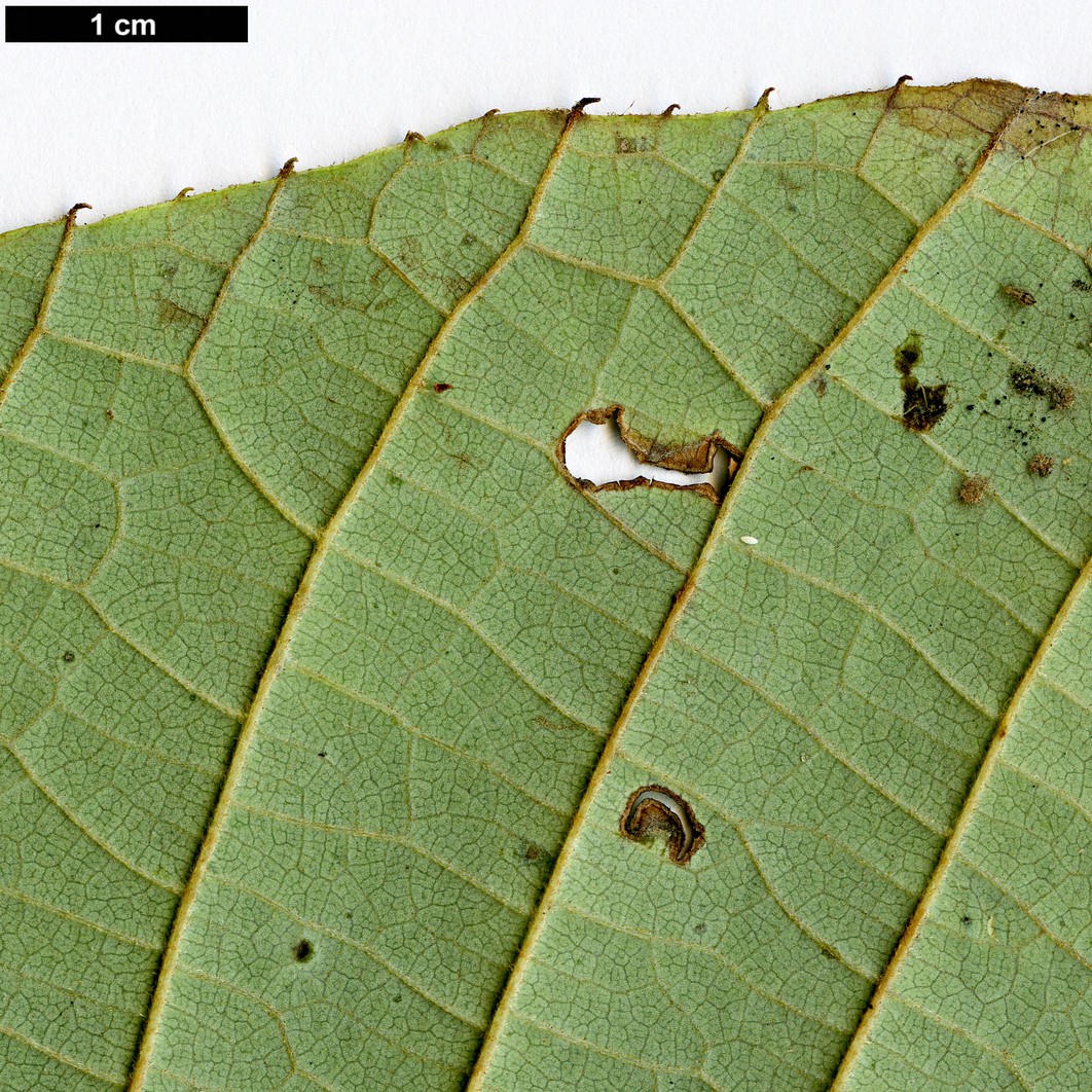 High resolution image: Family: Sabiaceae - Genus: Meliosma - Taxon: dilleniifolia