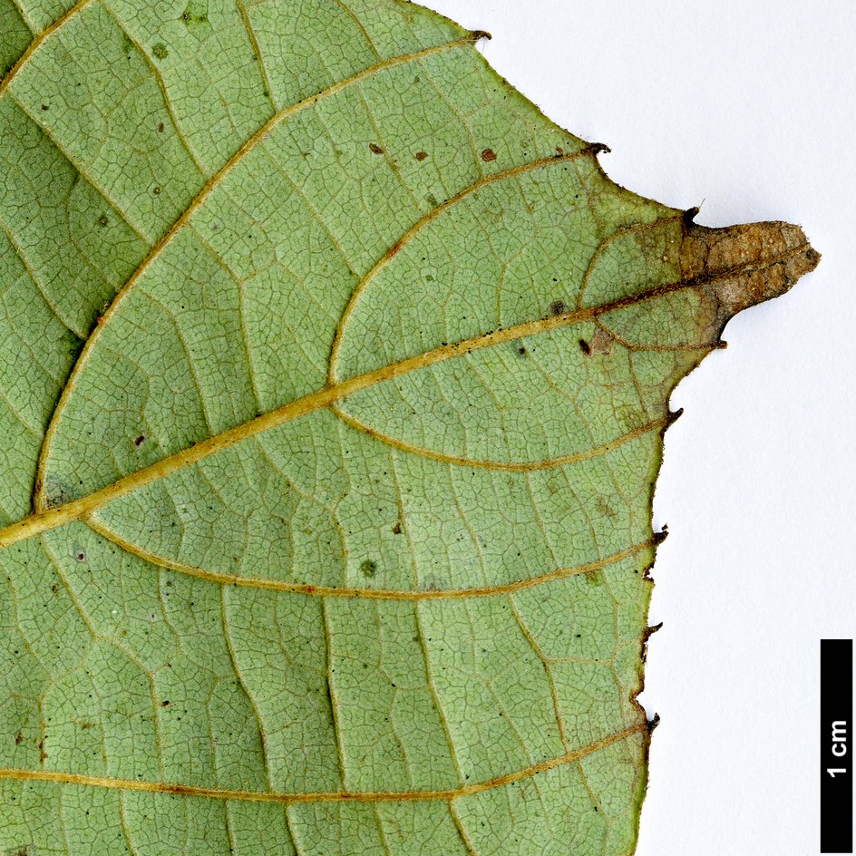 High resolution image: Family: Sabiaceae - Genus: Meliosma - Taxon: dilleniifolia