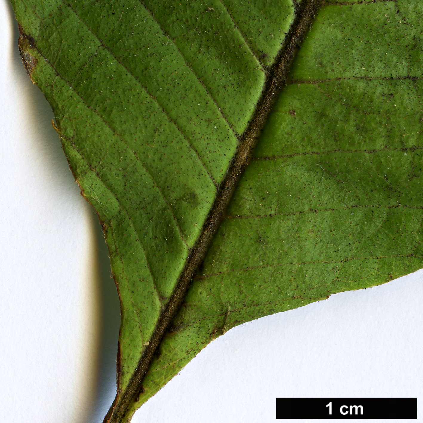 High resolution image: Family: Sabiaceae - Genus: Meliosma - Taxon: dilleniifolia