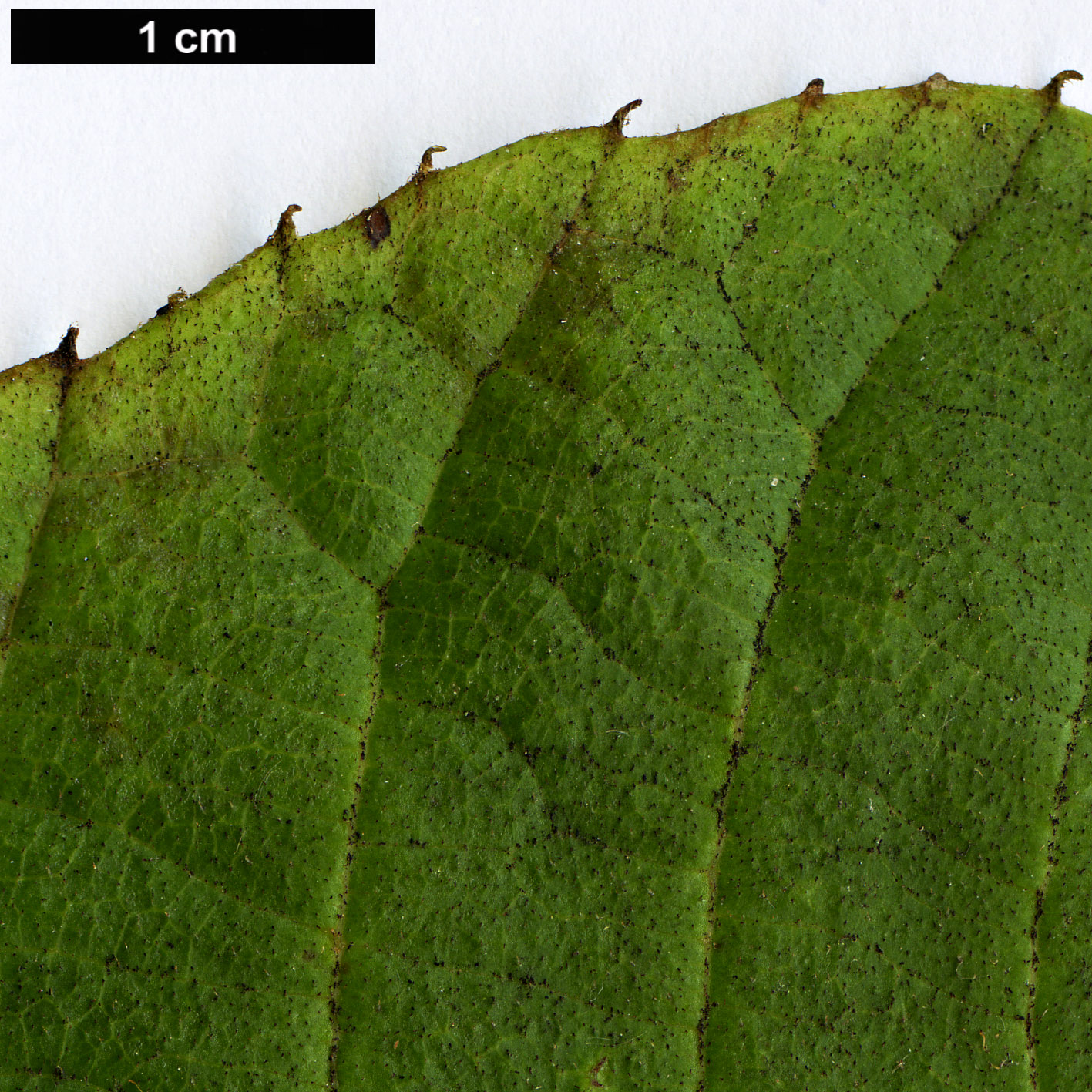 High resolution image: Family: Sabiaceae - Genus: Meliosma - Taxon: dilleniifolia