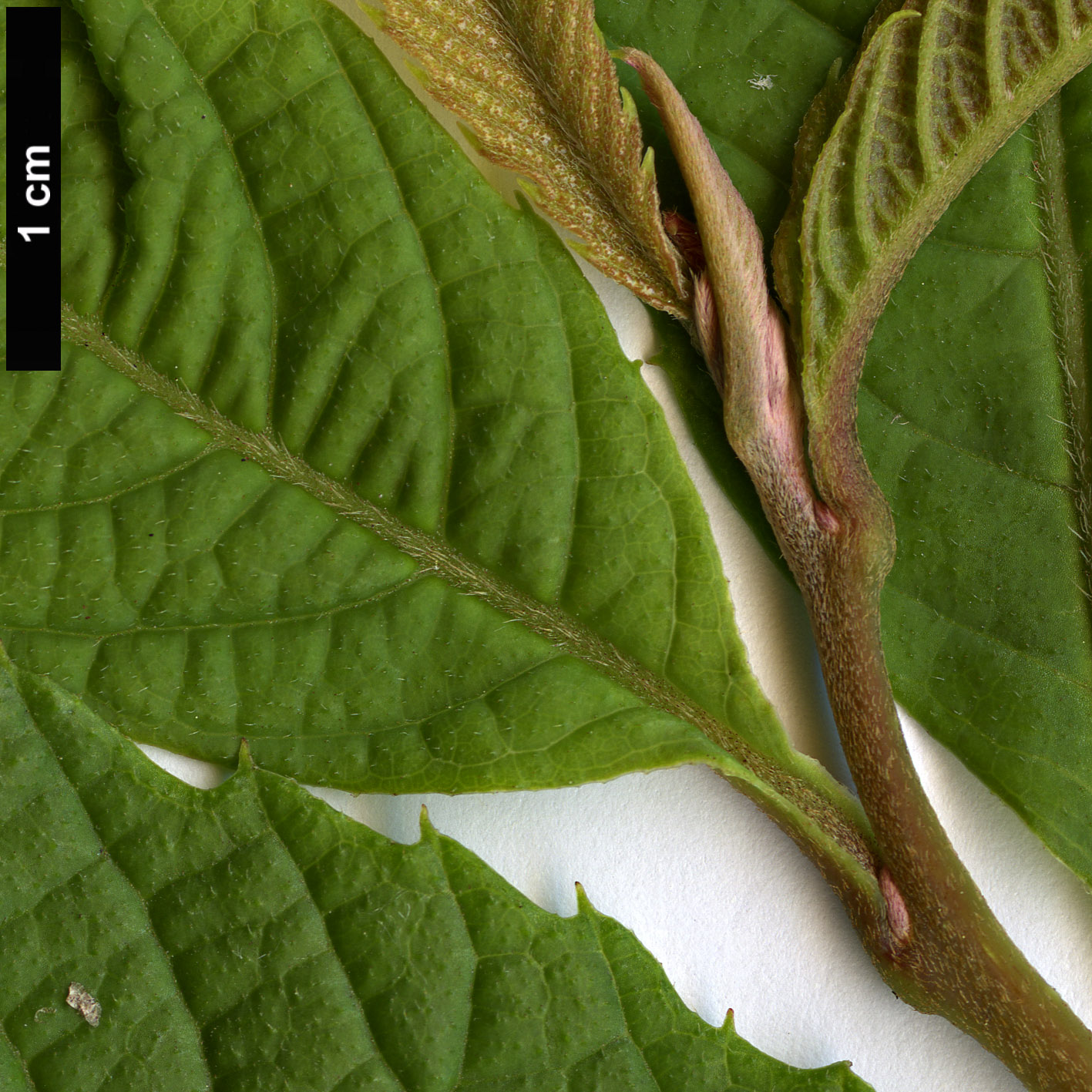 High resolution image: Family: Sabiaceae - Genus: Meliosma - Taxon: flexuosa