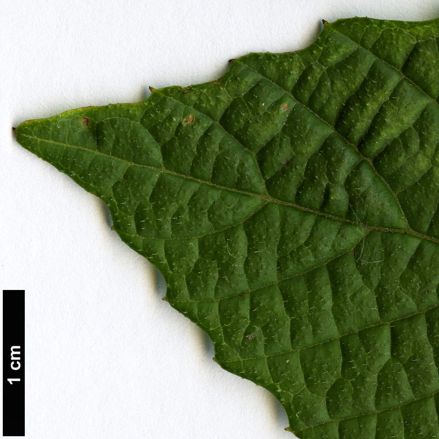 High resolution image: Family: Sabiaceae - Genus: Meliosma - Taxon: flexuosa