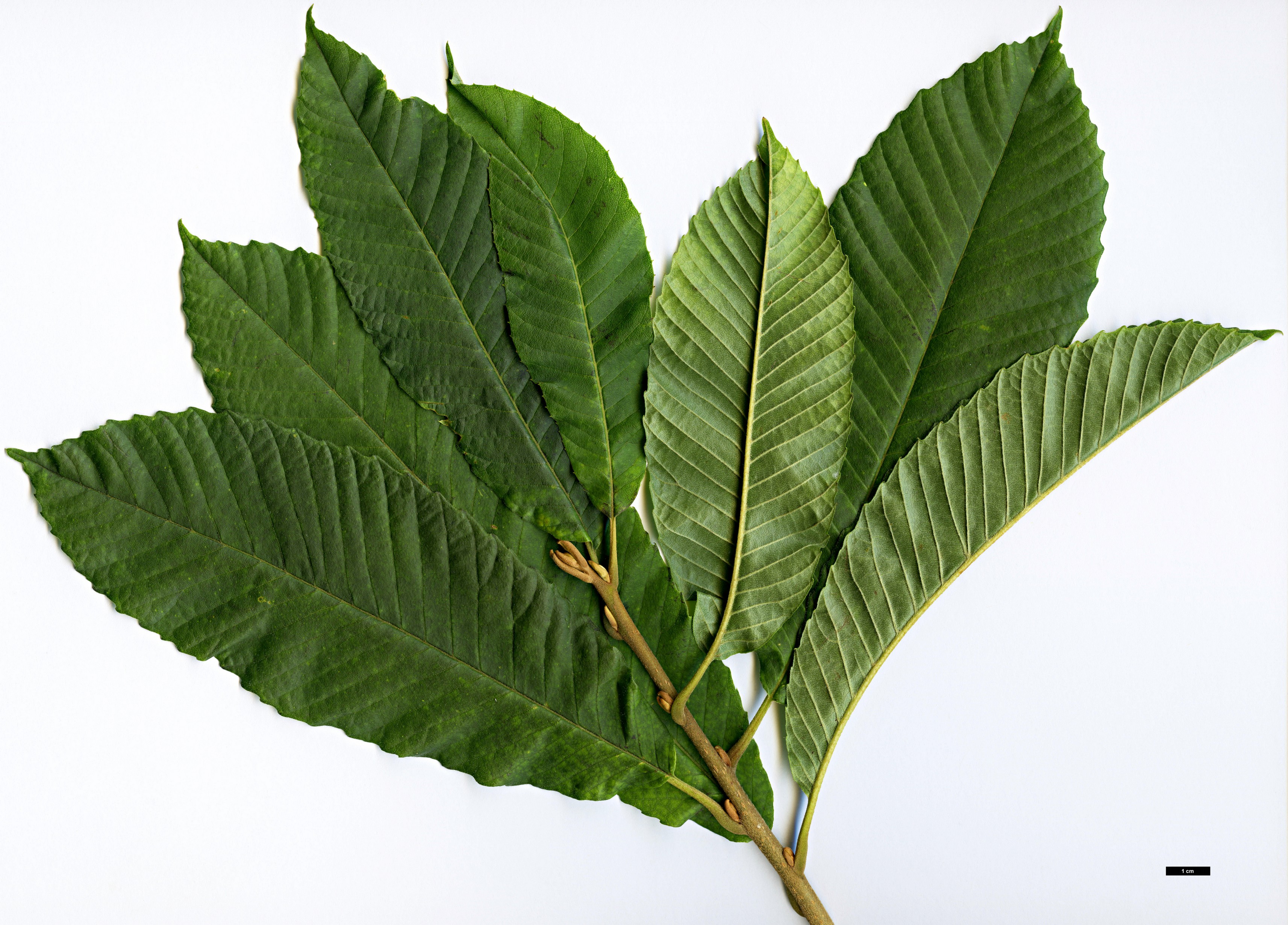 High resolution image: Family: Sabiaceae - Genus: Meliosma - Taxon: myriantha