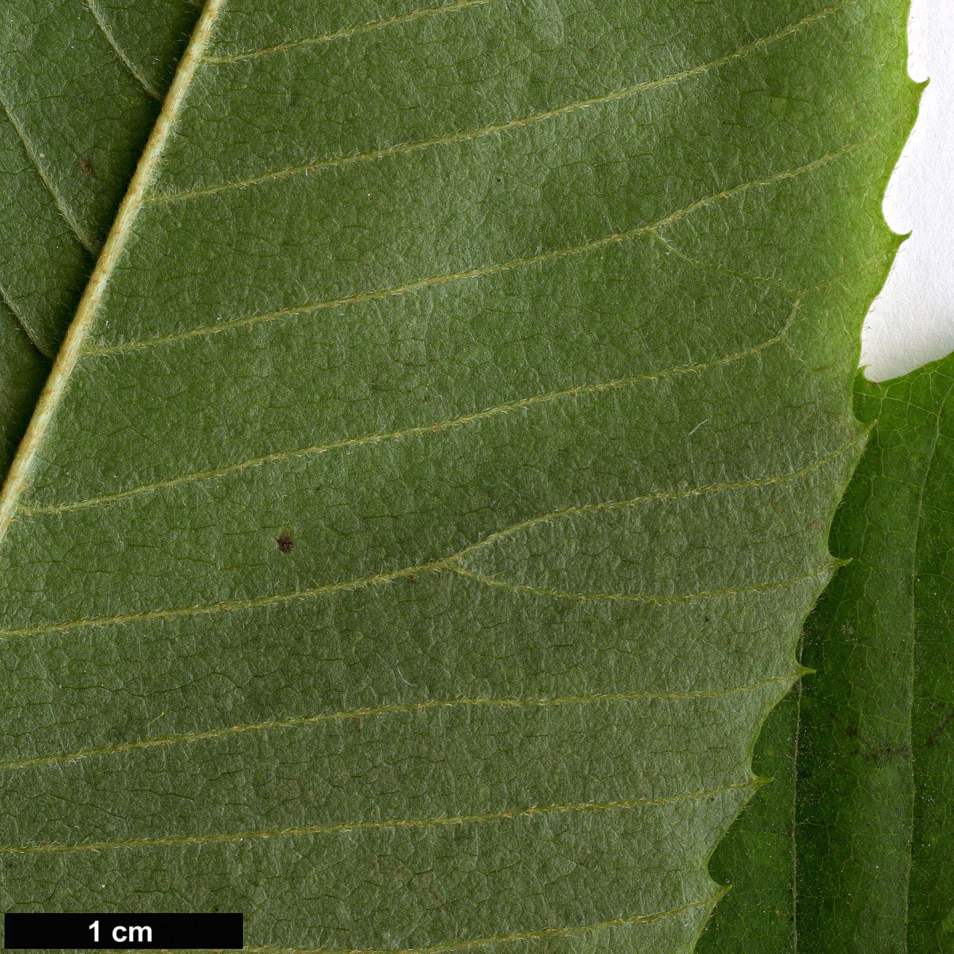 High resolution image: Family: Sabiaceae - Genus: Meliosma - Taxon: myriantha