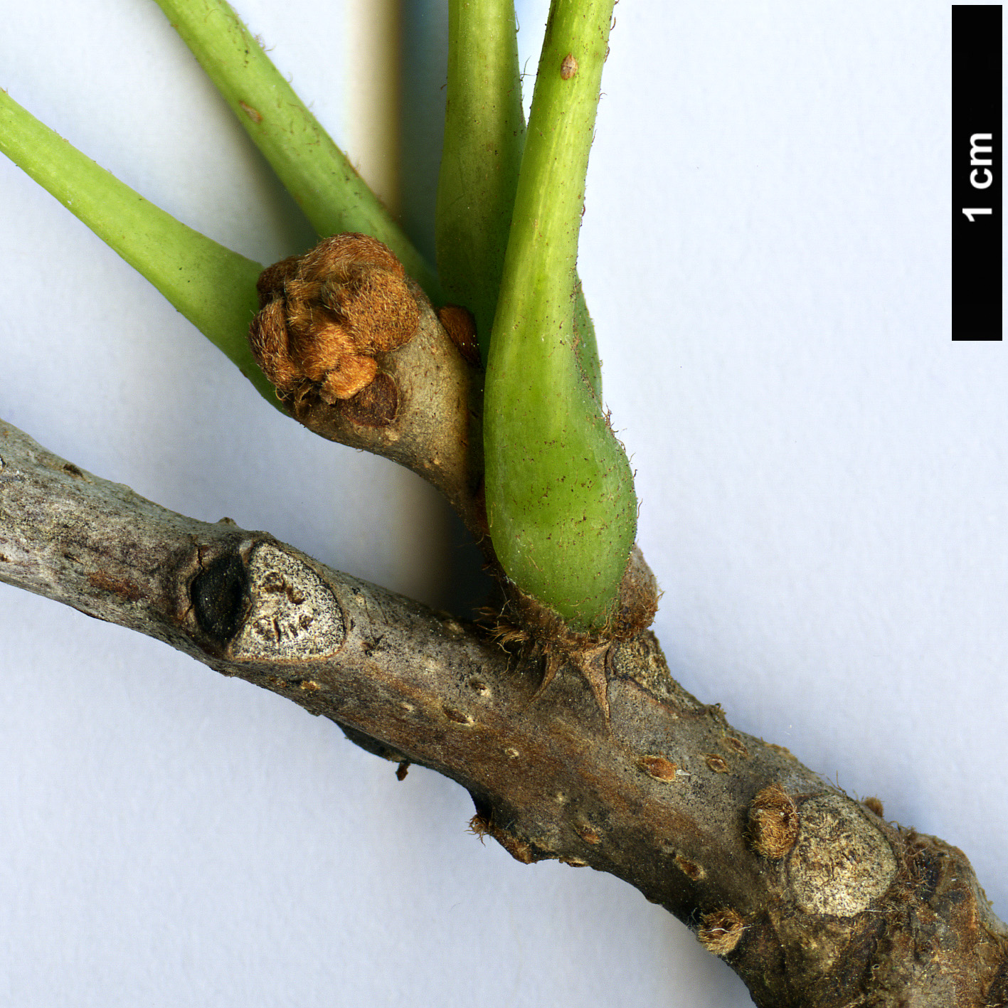 High resolution image: Family: Sabiaceae - Genus: Meliosma - Taxon: oldhamii