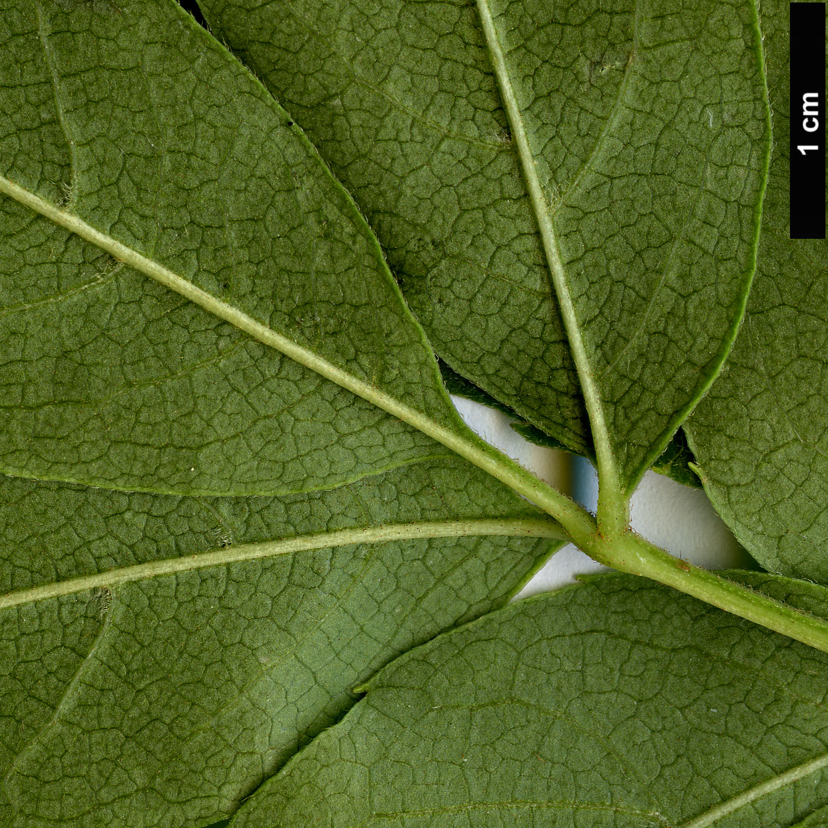 High resolution image: Family: Sabiaceae - Genus: Meliosma - Taxon: oldhamii