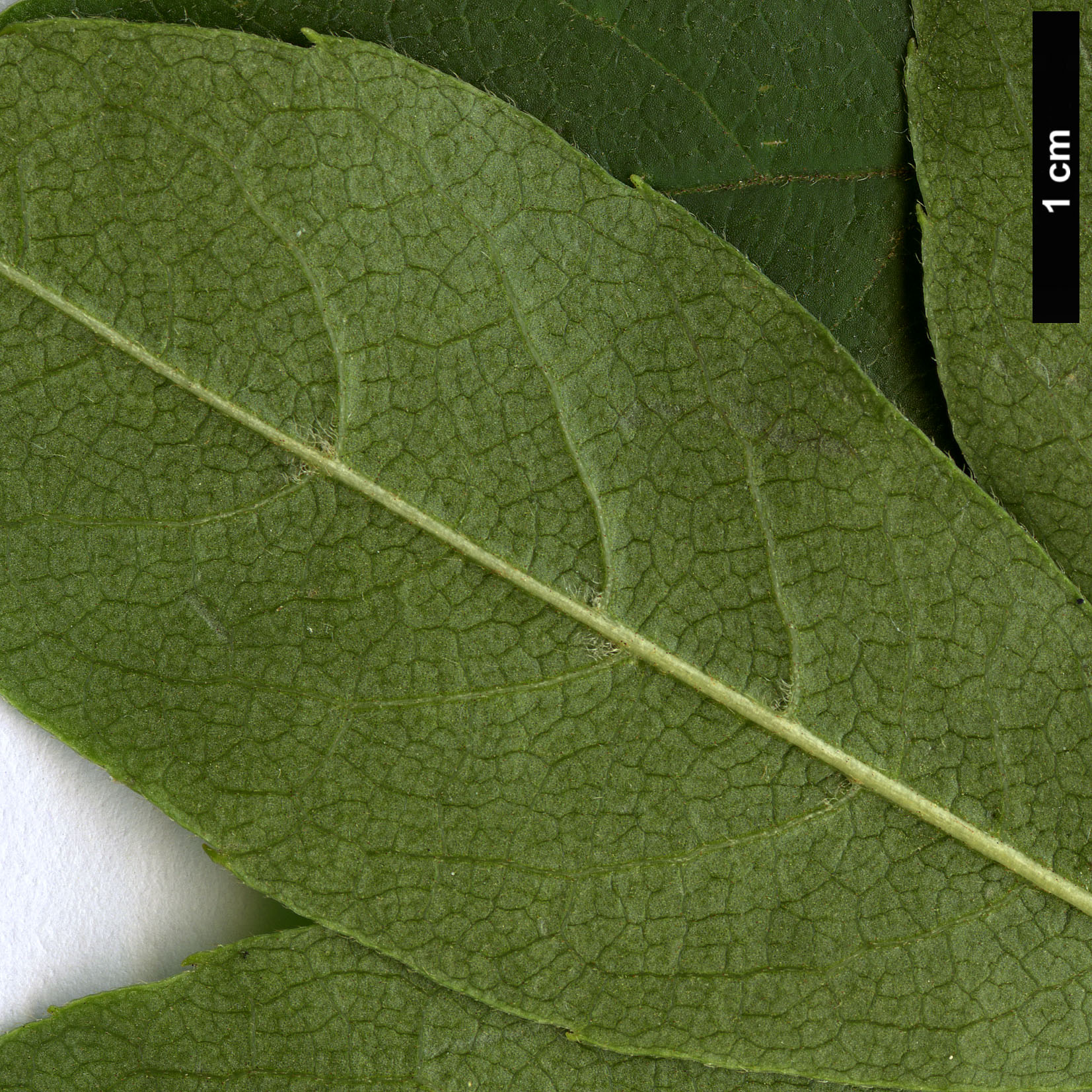 High resolution image: Family: Sabiaceae - Genus: Meliosma - Taxon: oldhamii