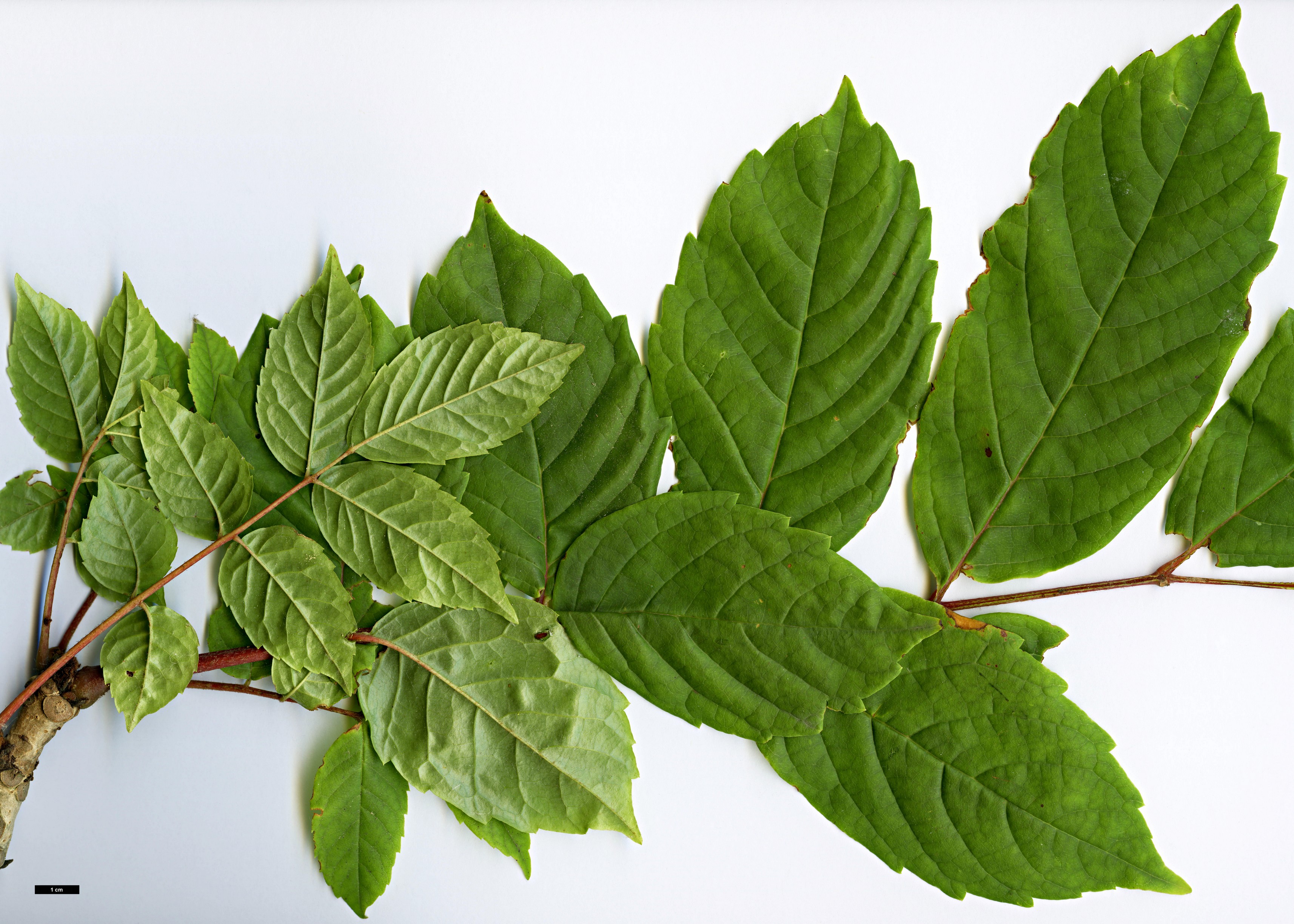 High resolution image: Family: Sabiaceae - Genus: Meliosma - Taxon: veitchiorum