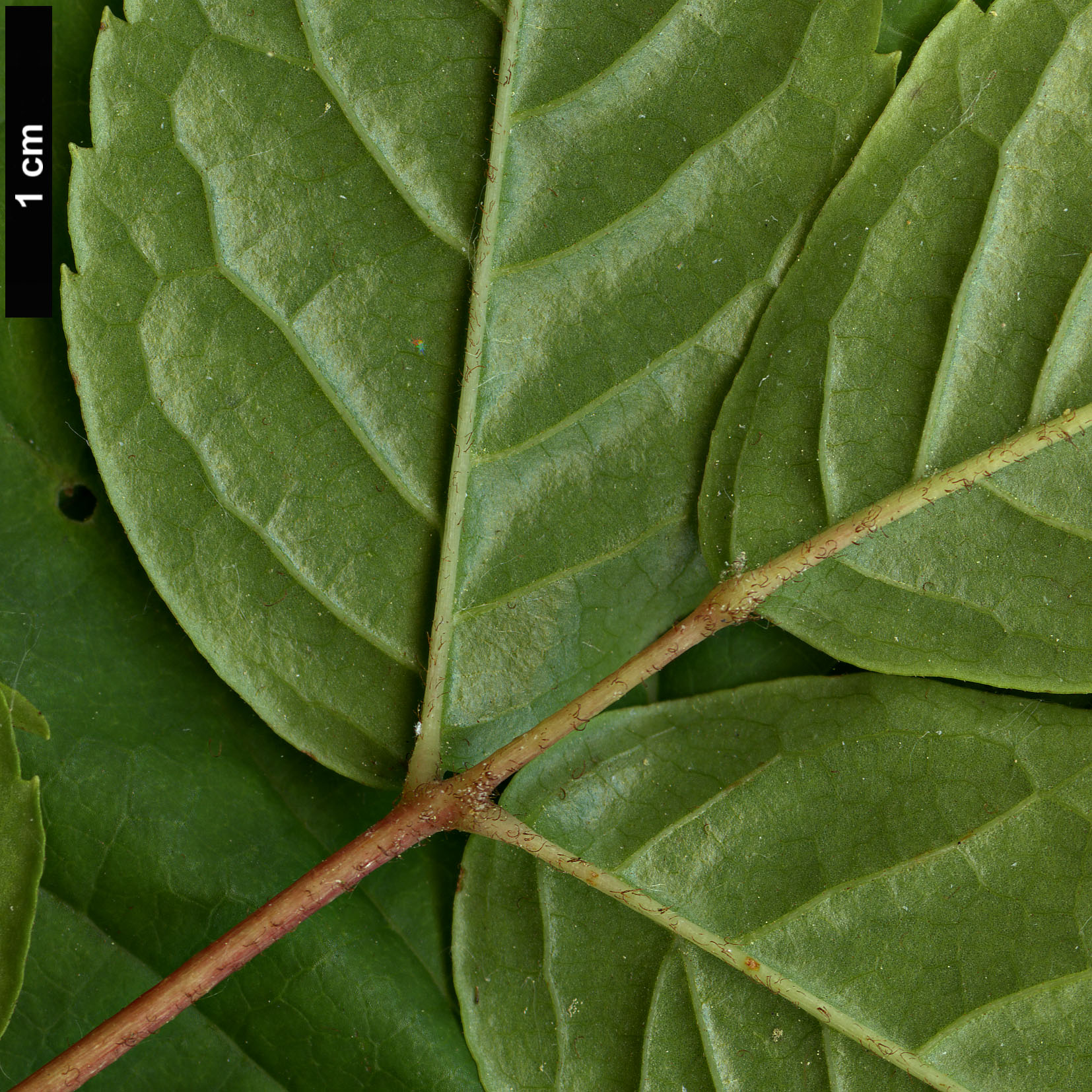 High resolution image: Family: Sabiaceae - Genus: Meliosma - Taxon: veitchiorum