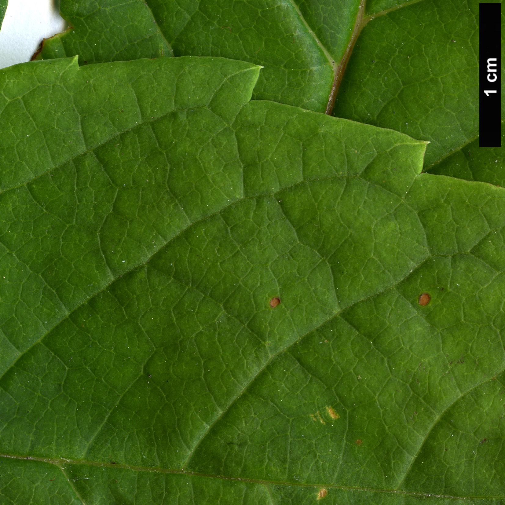 High resolution image: Family: Sabiaceae - Genus: Meliosma - Taxon: veitchiorum