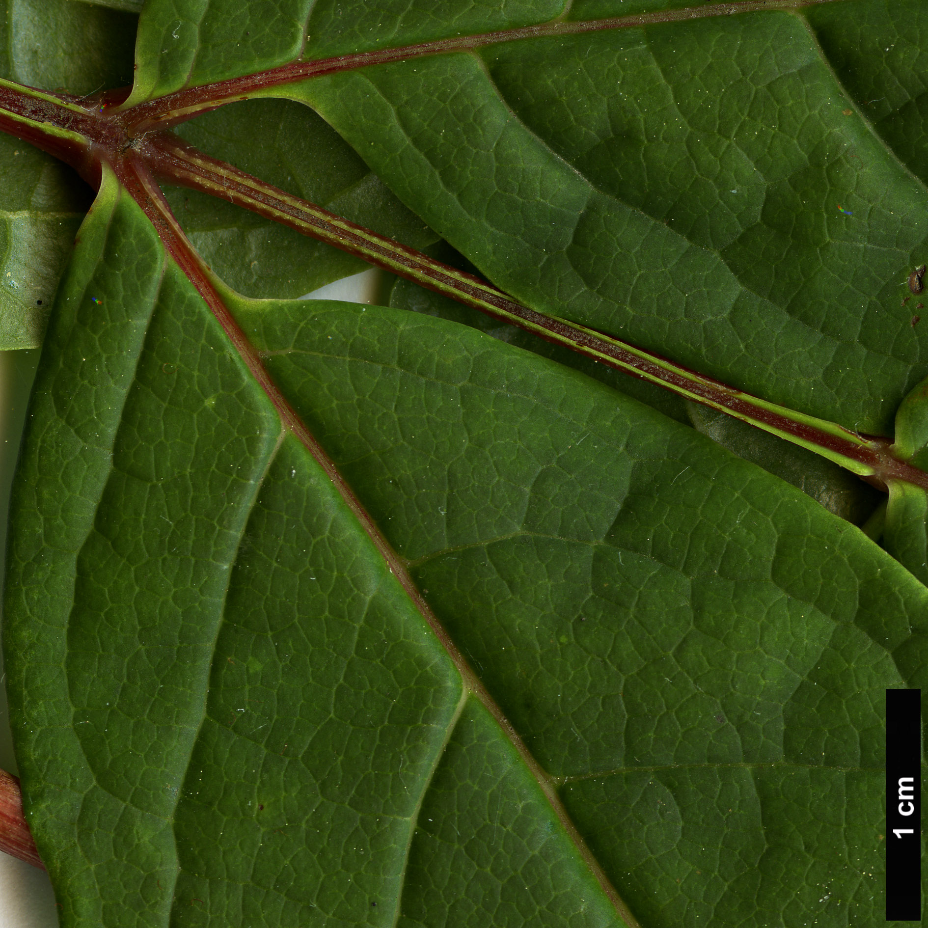 High resolution image: Family: Sabiaceae - Genus: Meliosma - Taxon: veitchiorum