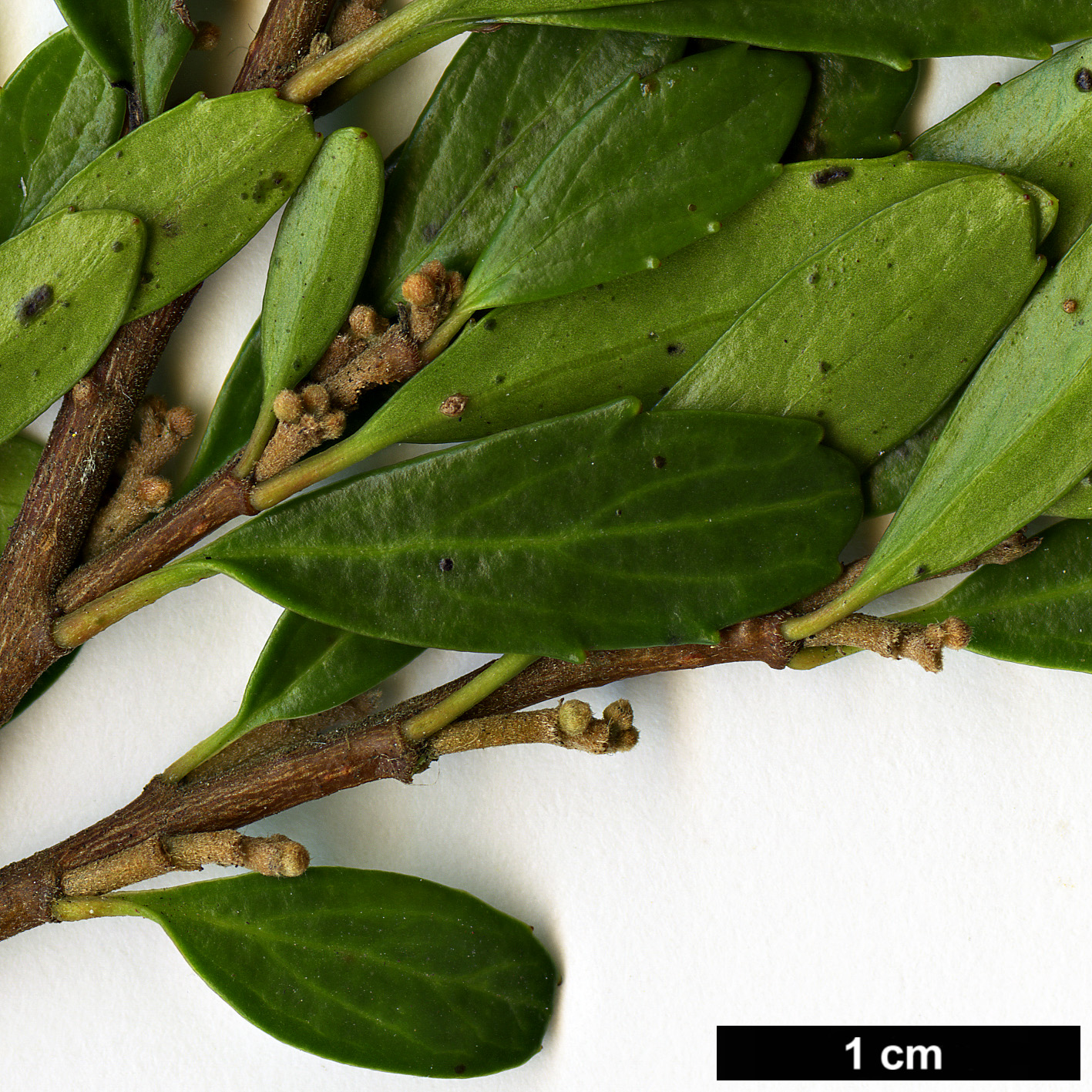 High resolution image: Family: Salicaceae - Genus: Azara - Taxon: alpina