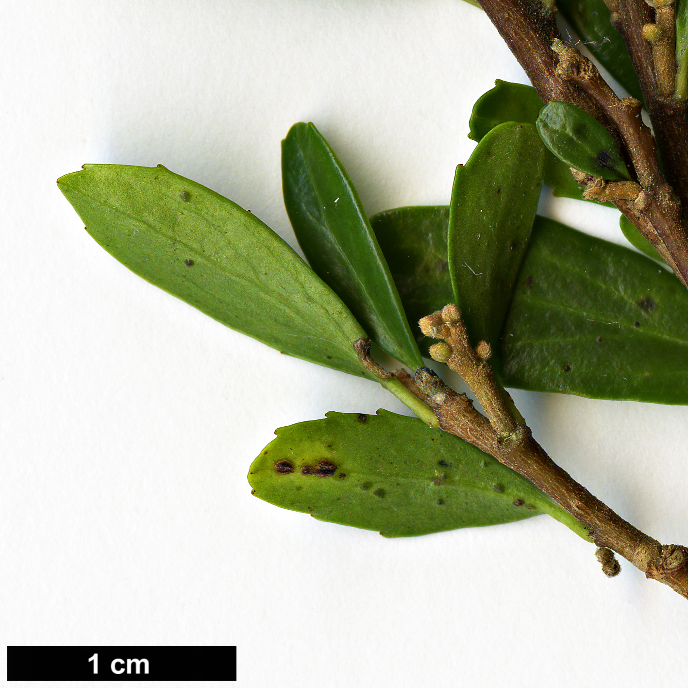 High resolution image: Family: Salicaceae - Genus: Azara - Taxon: alpina