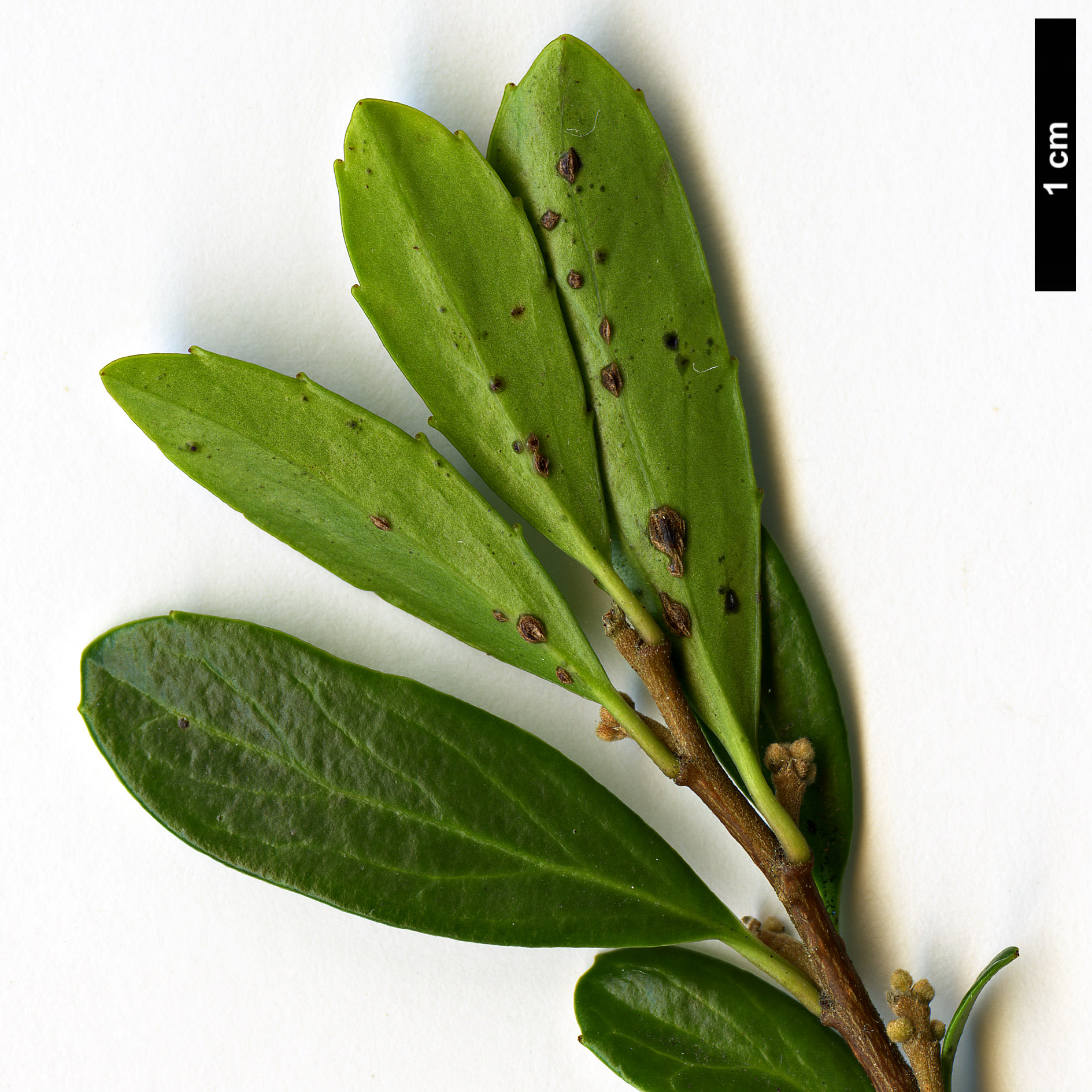 High resolution image: Family: Salicaceae - Genus: Azara - Taxon: alpina