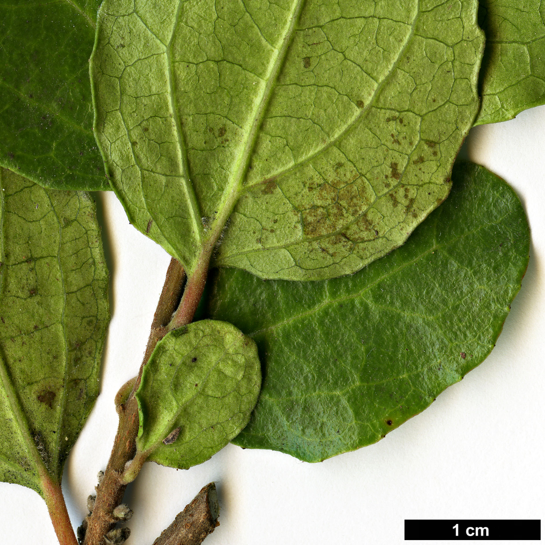 High resolution image: Family: Salicaceae - Genus: Azara - Taxon: celastrina