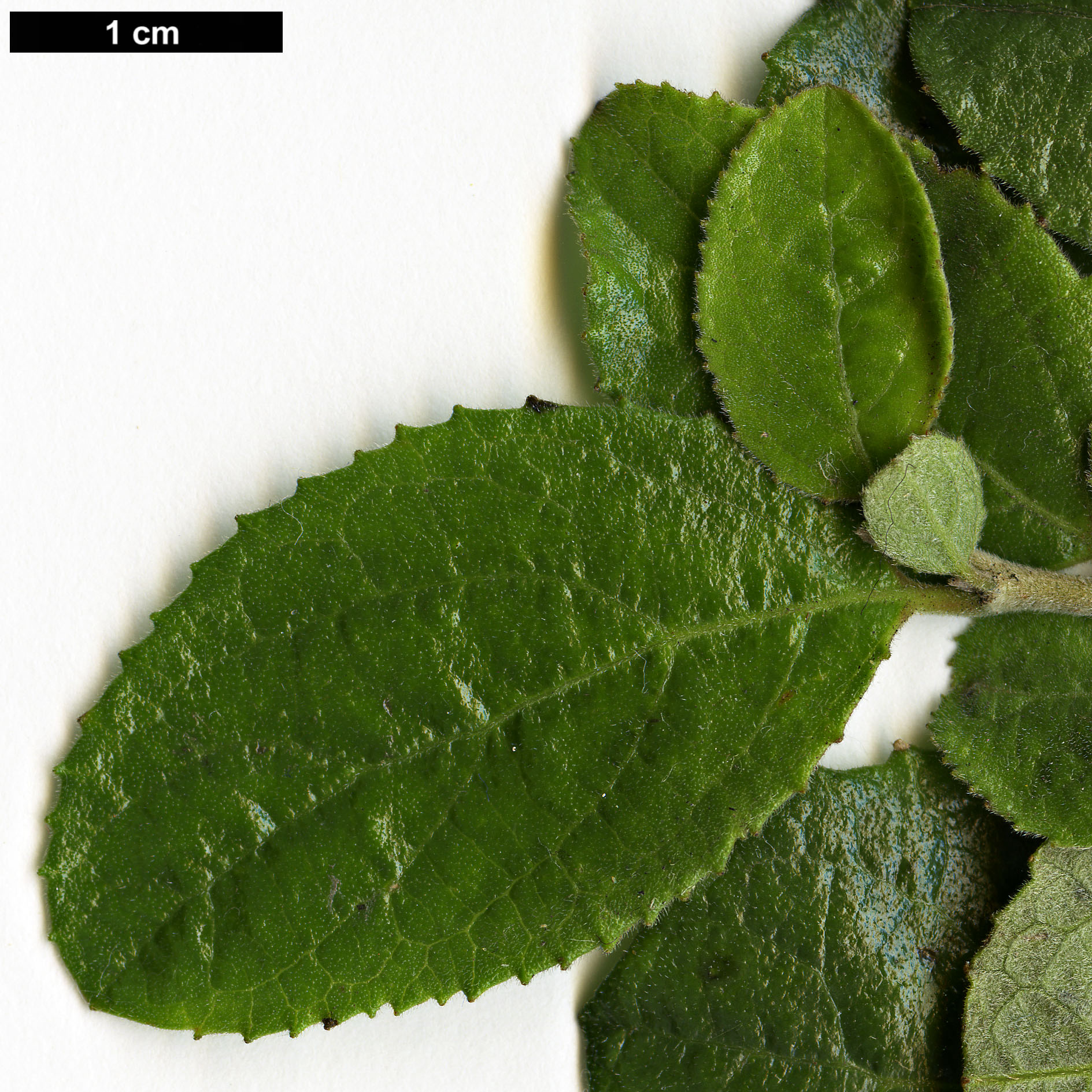 High resolution image: Family: Salicaceae - Genus: Azara - Taxon: dentata