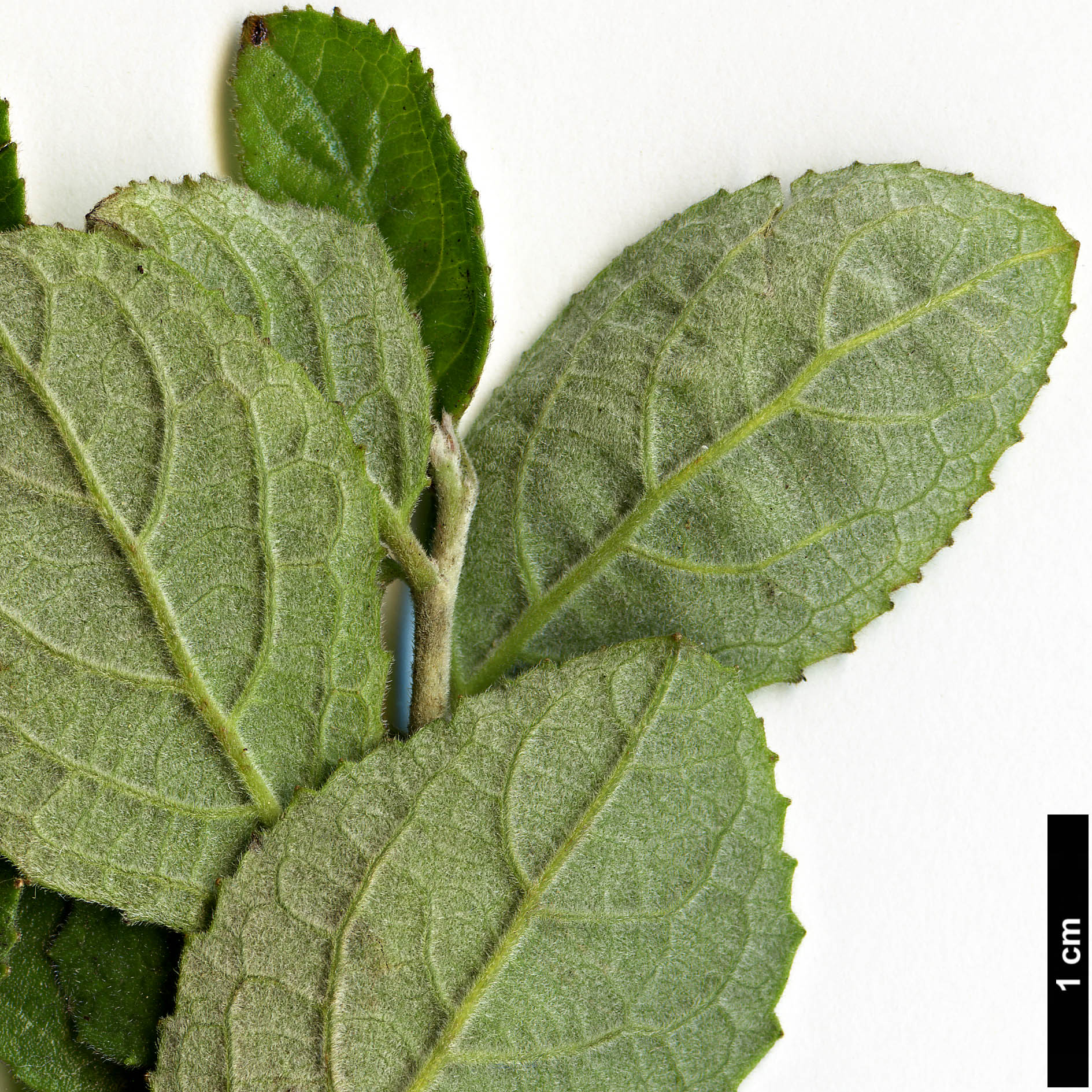 High resolution image: Family: Salicaceae - Genus: Azara - Taxon: dentata