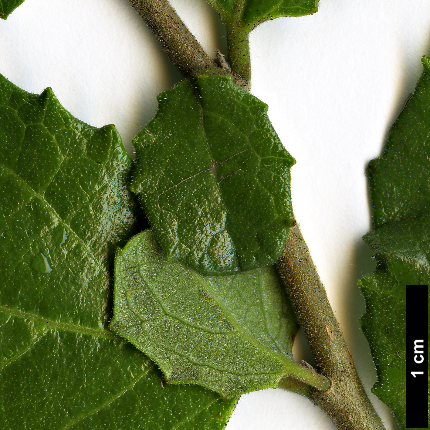 High resolution image: Family: Salicaceae - Genus: Azara - Taxon: dentata