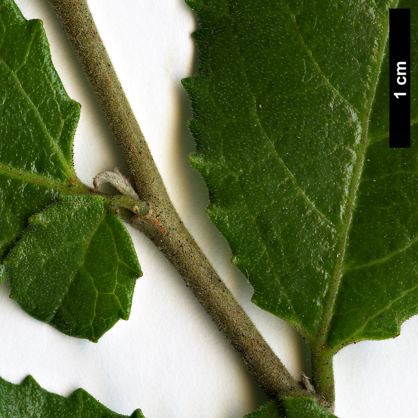 High resolution image: Family: Salicaceae - Genus: Azara - Taxon: dentata