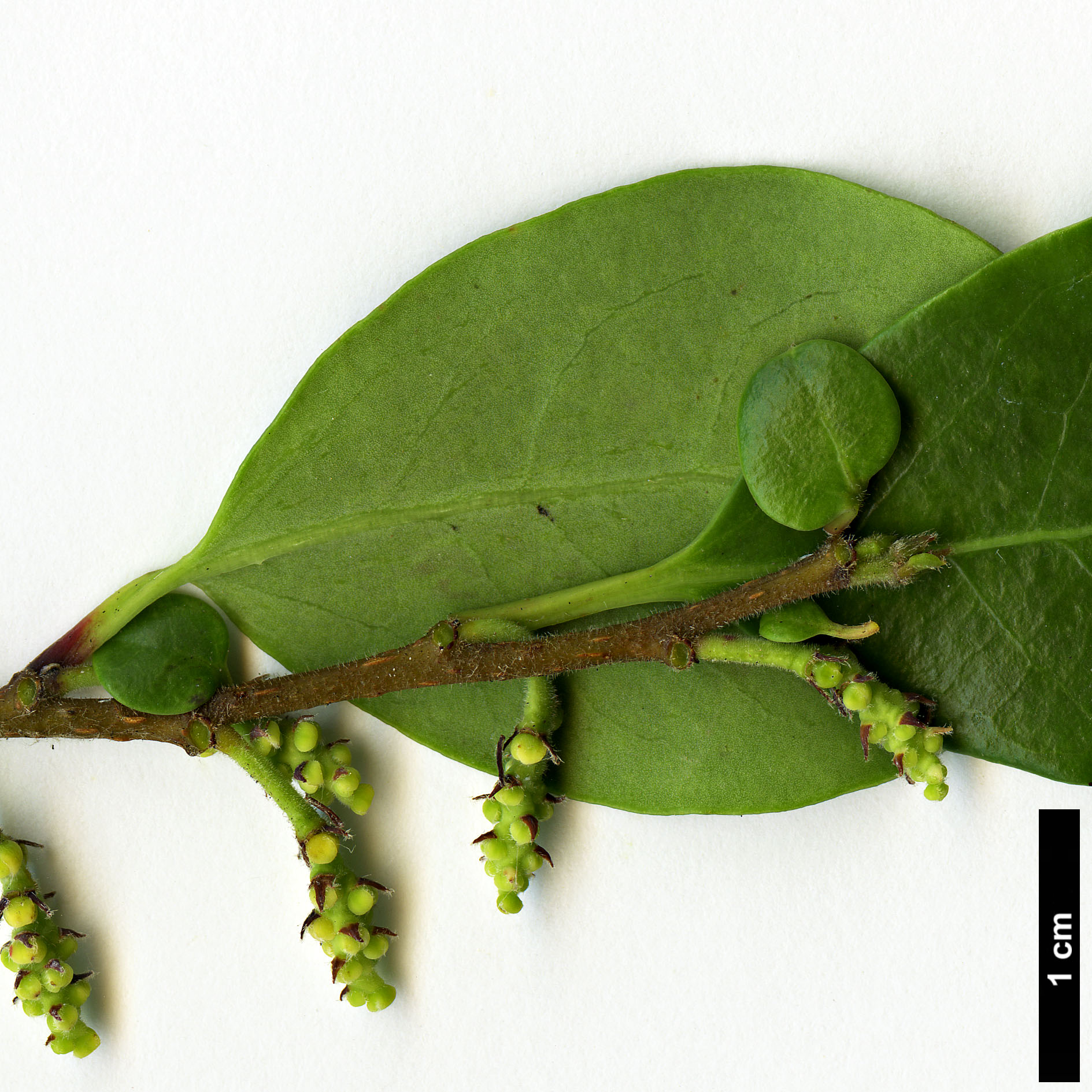 High resolution image: Family: Salicaceae - Genus: Azara - Taxon: integrifolia