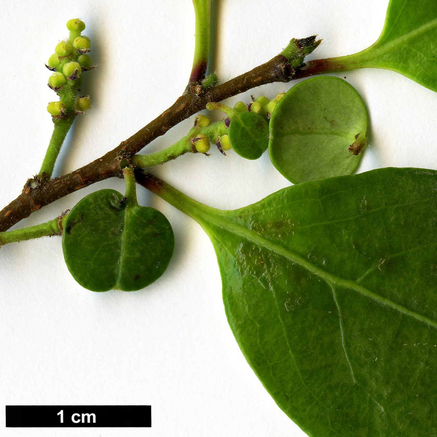 High resolution image: Family: Salicaceae - Genus: Azara - Taxon: integrifolia