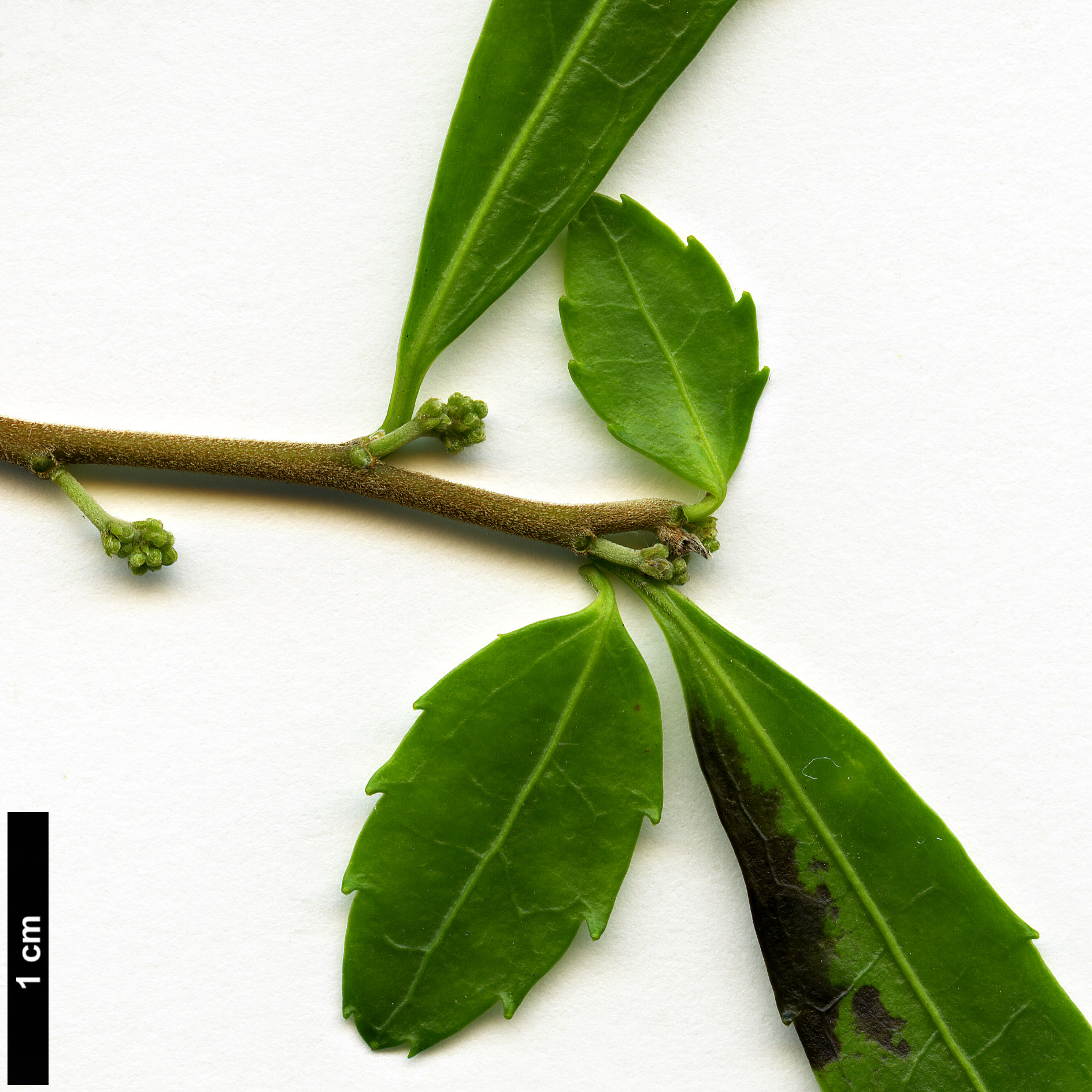 High resolution image: Family: Salicaceae - Genus: Azara - Taxon: lanceolata