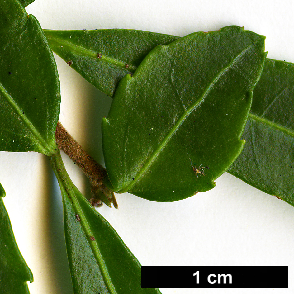 High resolution image: Family: Salicaceae - Genus: Azara - Taxon: lanceolata