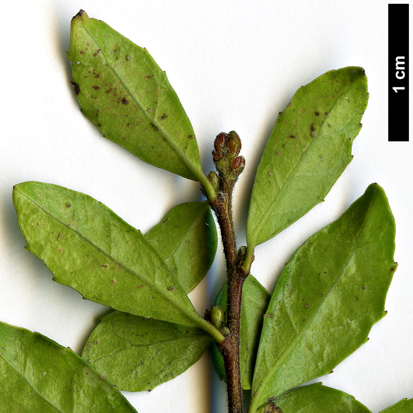 High resolution image: Family: Salicaceae - Genus: Azara - Taxon: microphylla