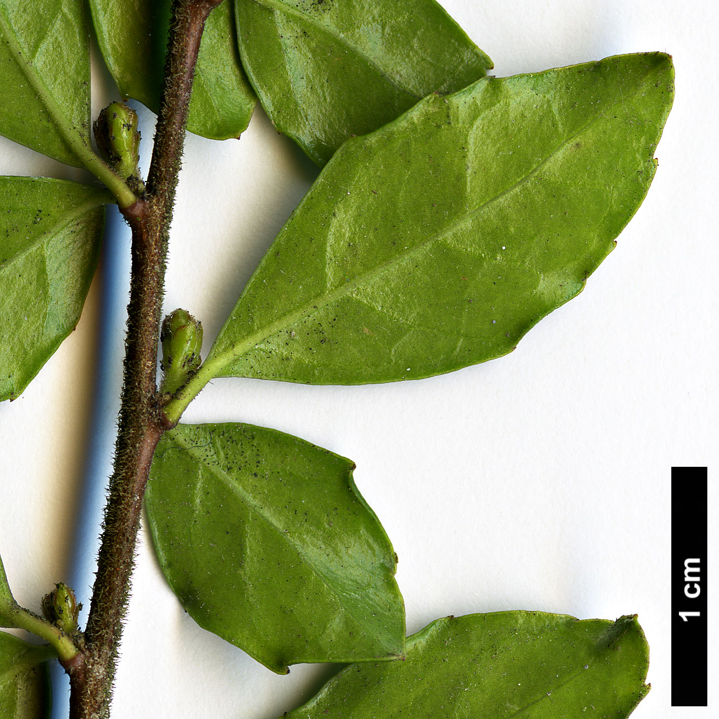 High resolution image: Family: Salicaceae - Genus: Azara - Taxon: microphylla