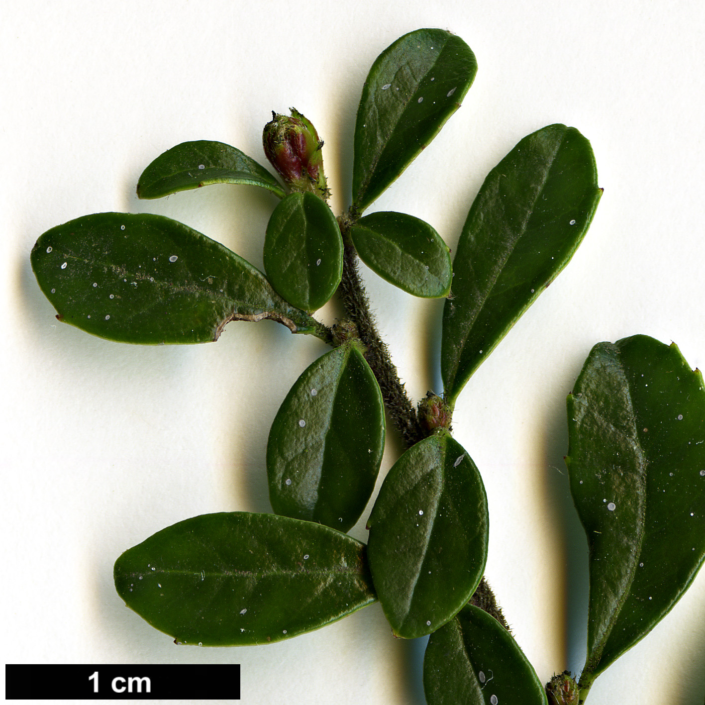 High resolution image: Family: Salicaceae - Genus: Azara - Taxon: microphylla