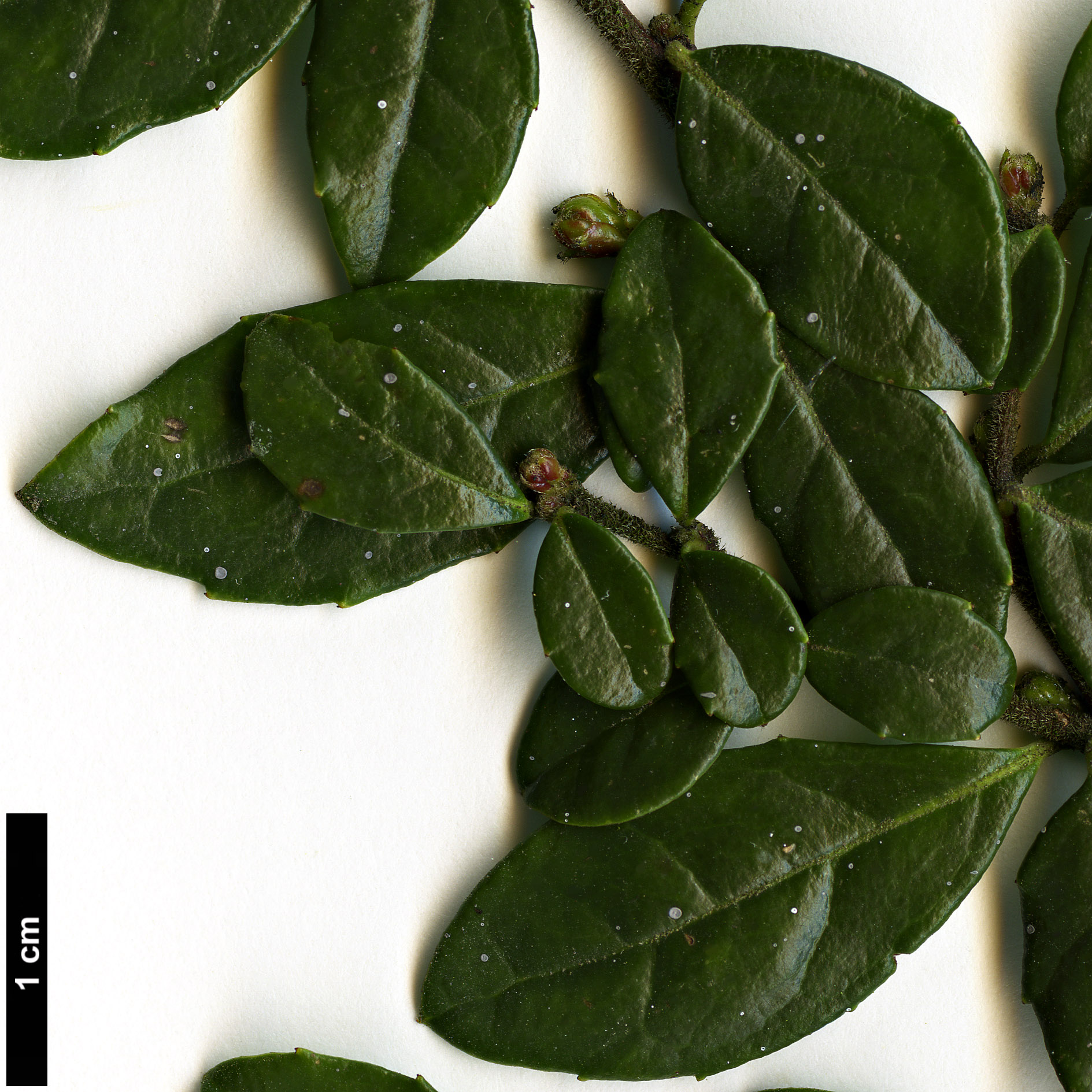 High resolution image: Family: Salicaceae - Genus: Azara - Taxon: microphylla