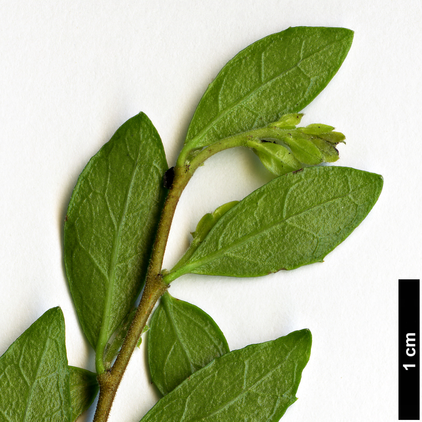 High resolution image: Family: Salicaceae - Genus: Azara - Taxon: microphylla