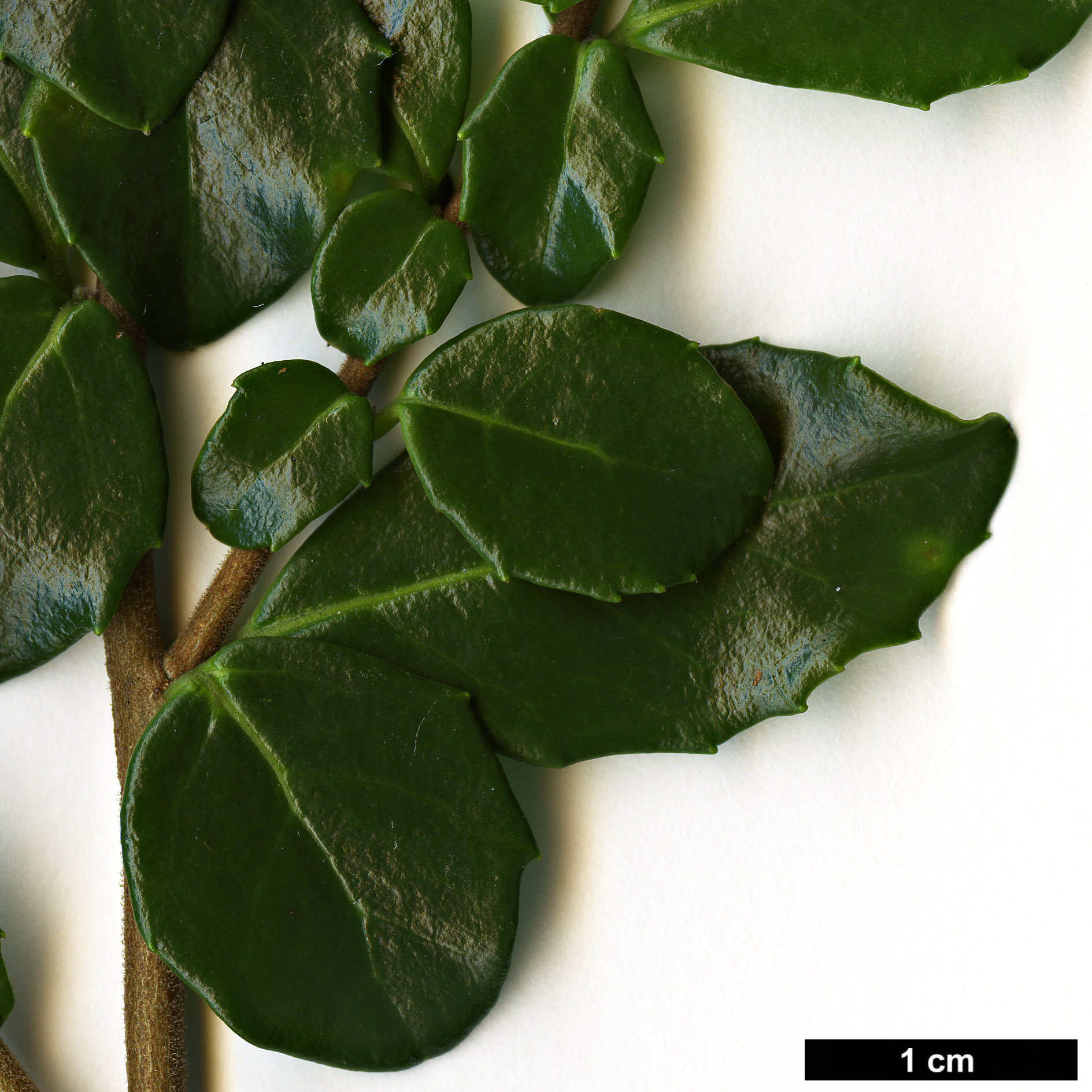 High resolution image: Family: Salicaceae - Genus: Azara - Taxon: microphylla