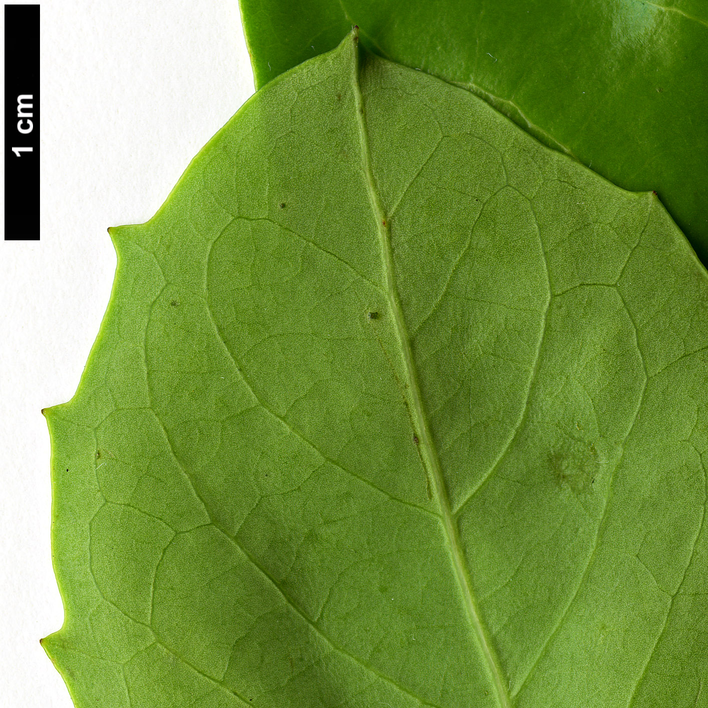 High resolution image: Family: Salicaceae - Genus: Azara - Taxon: petiolaris