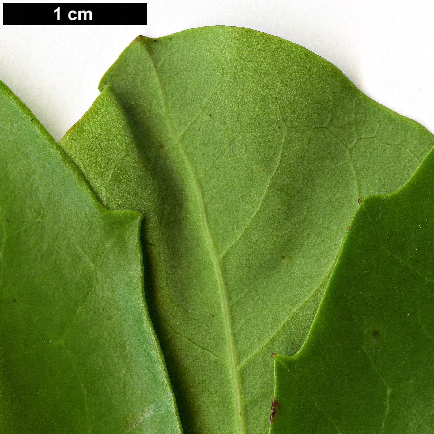 High resolution image: Family: Salicaceae - Genus: Azara - Taxon: petiolaris