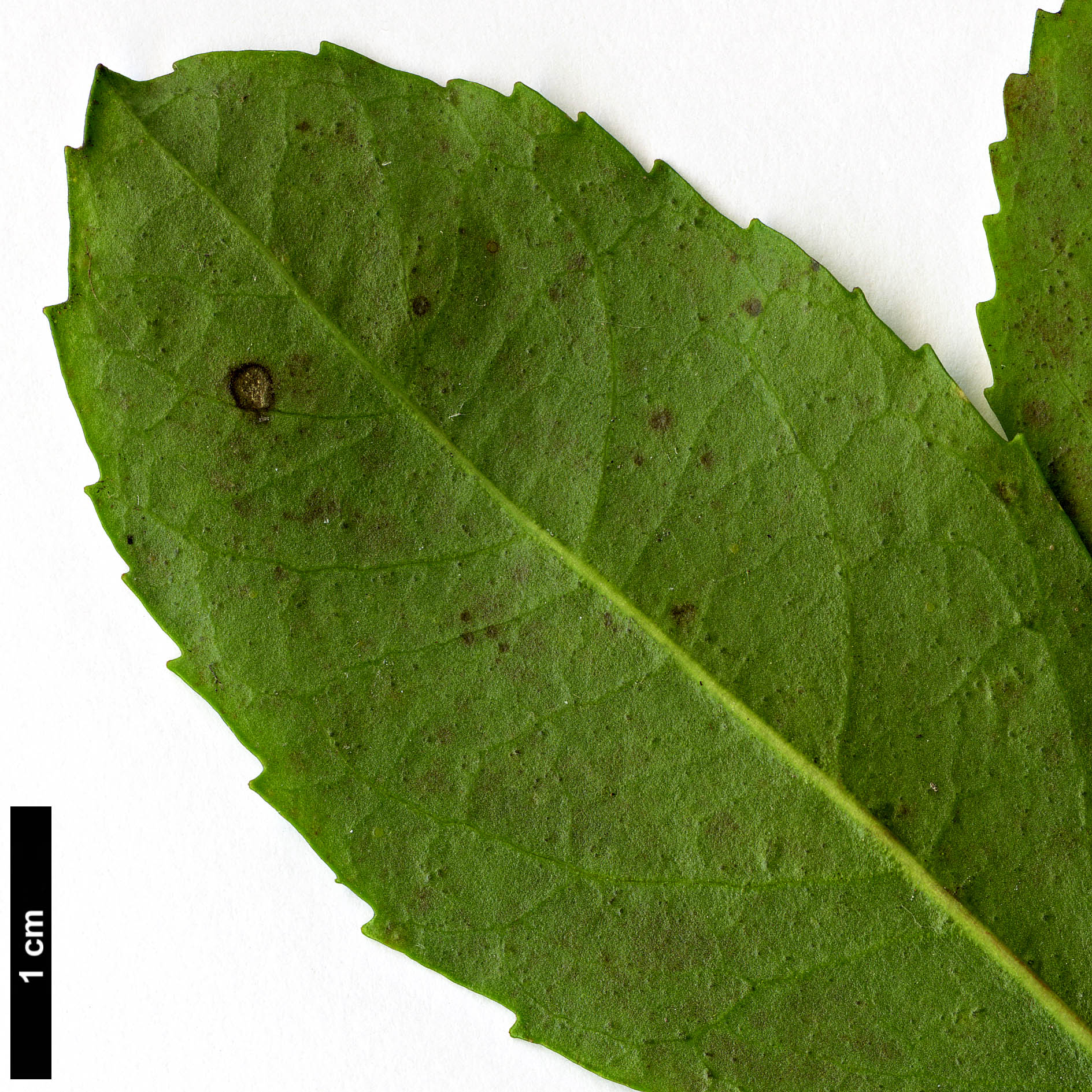 High resolution image: Family: Salicaceae - Genus: Azara - Taxon: serrata