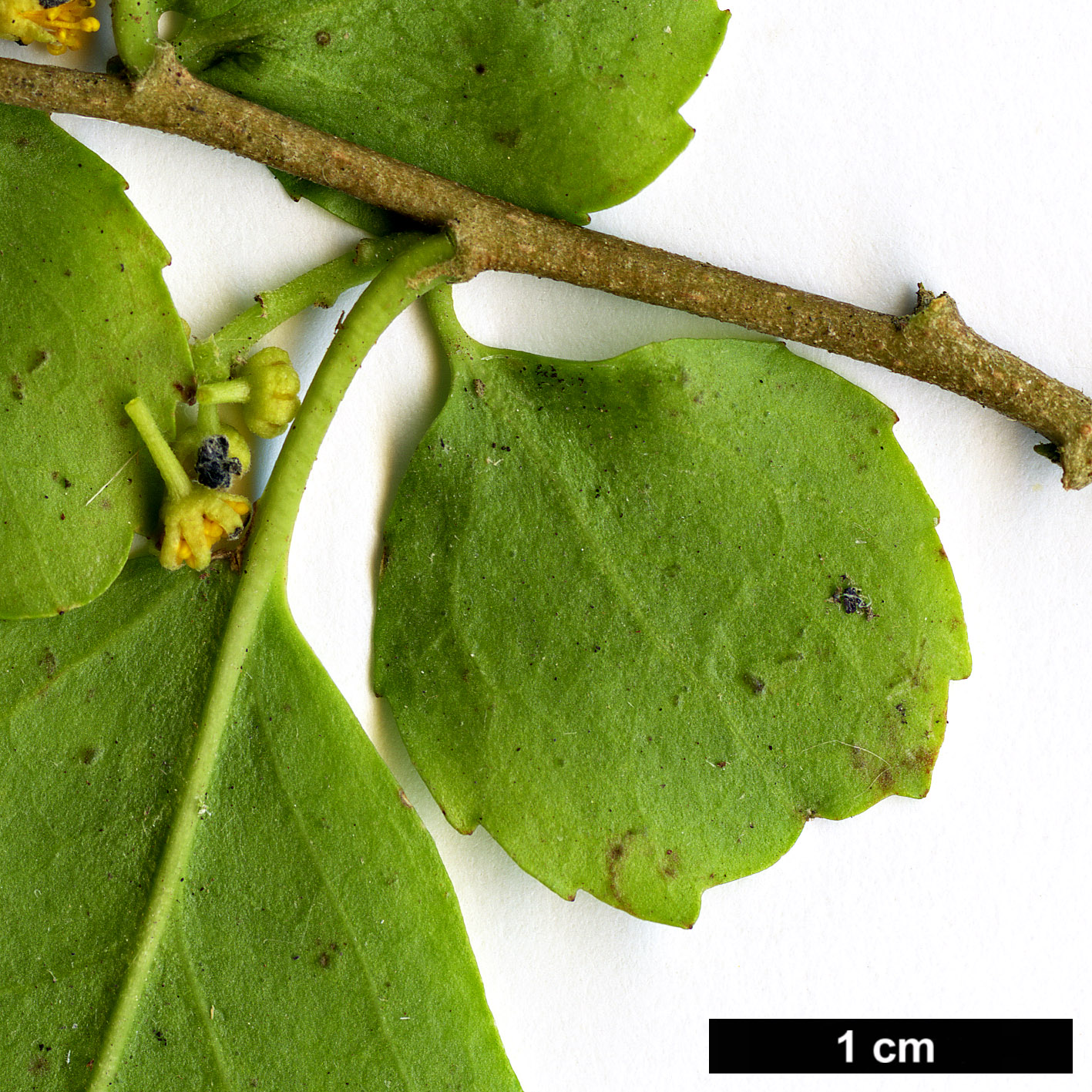 High resolution image: Family: Salicaceae - Genus: Azara - Taxon: serrata