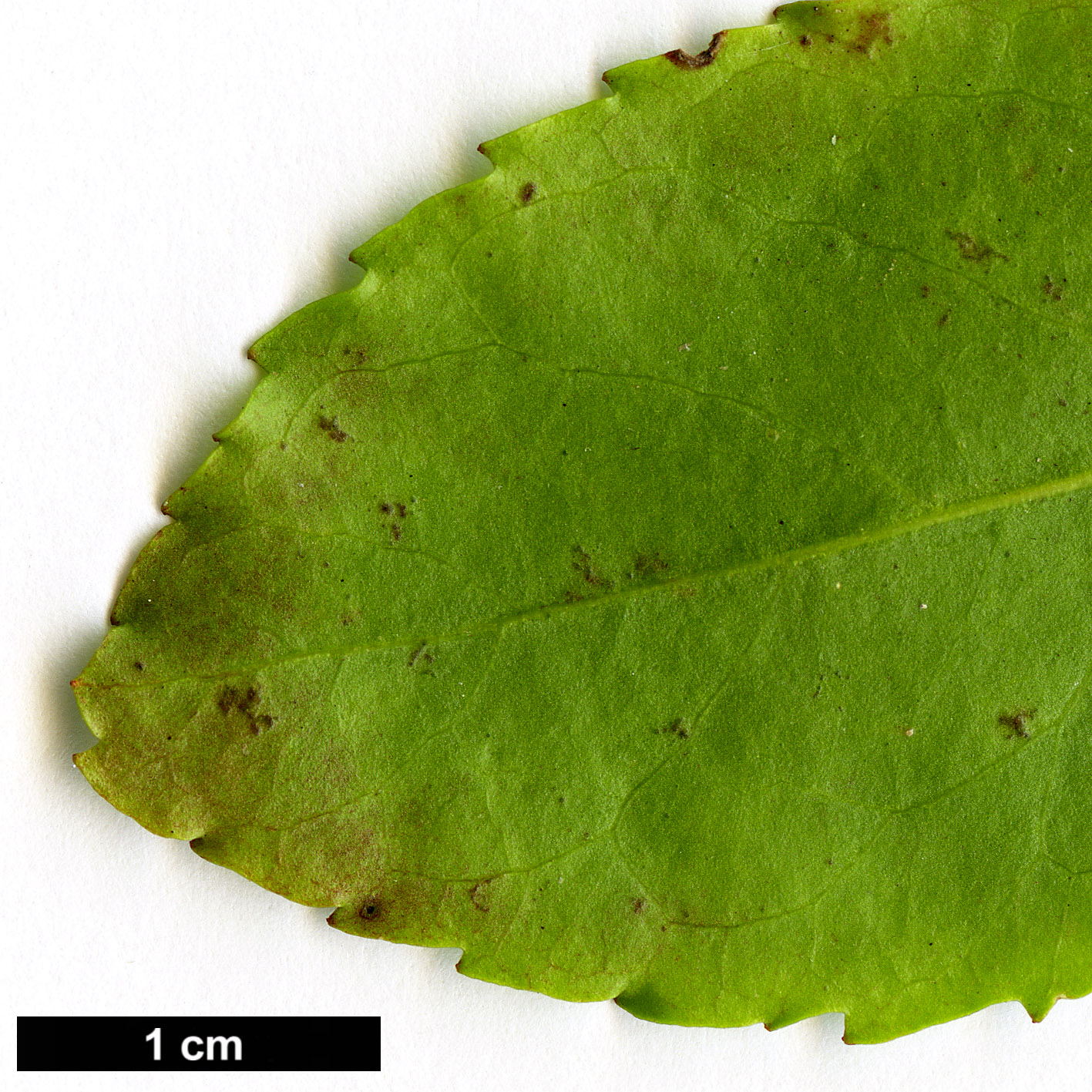 High resolution image: Family: Salicaceae - Genus: Azara - Taxon: serrata