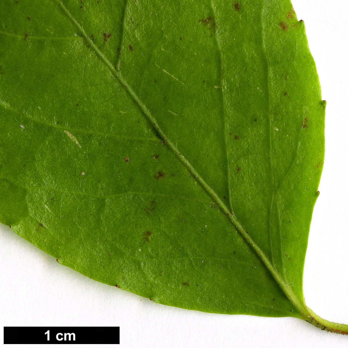 High resolution image: Family: Salicaceae - Genus: Azara - Taxon: serrata