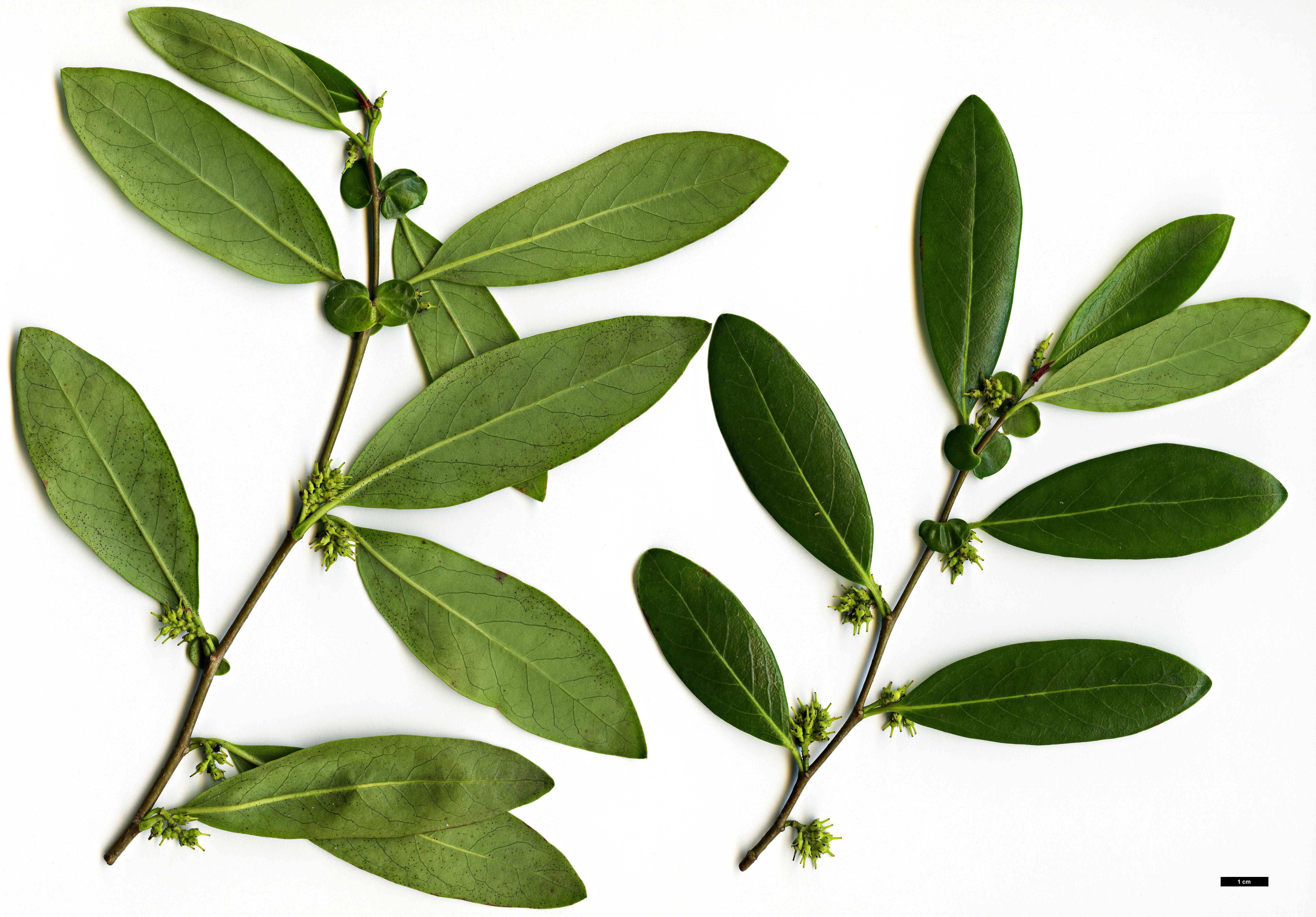 High resolution image: Family: Salicaceae - Genus: Azara - Taxon: uruguayensis