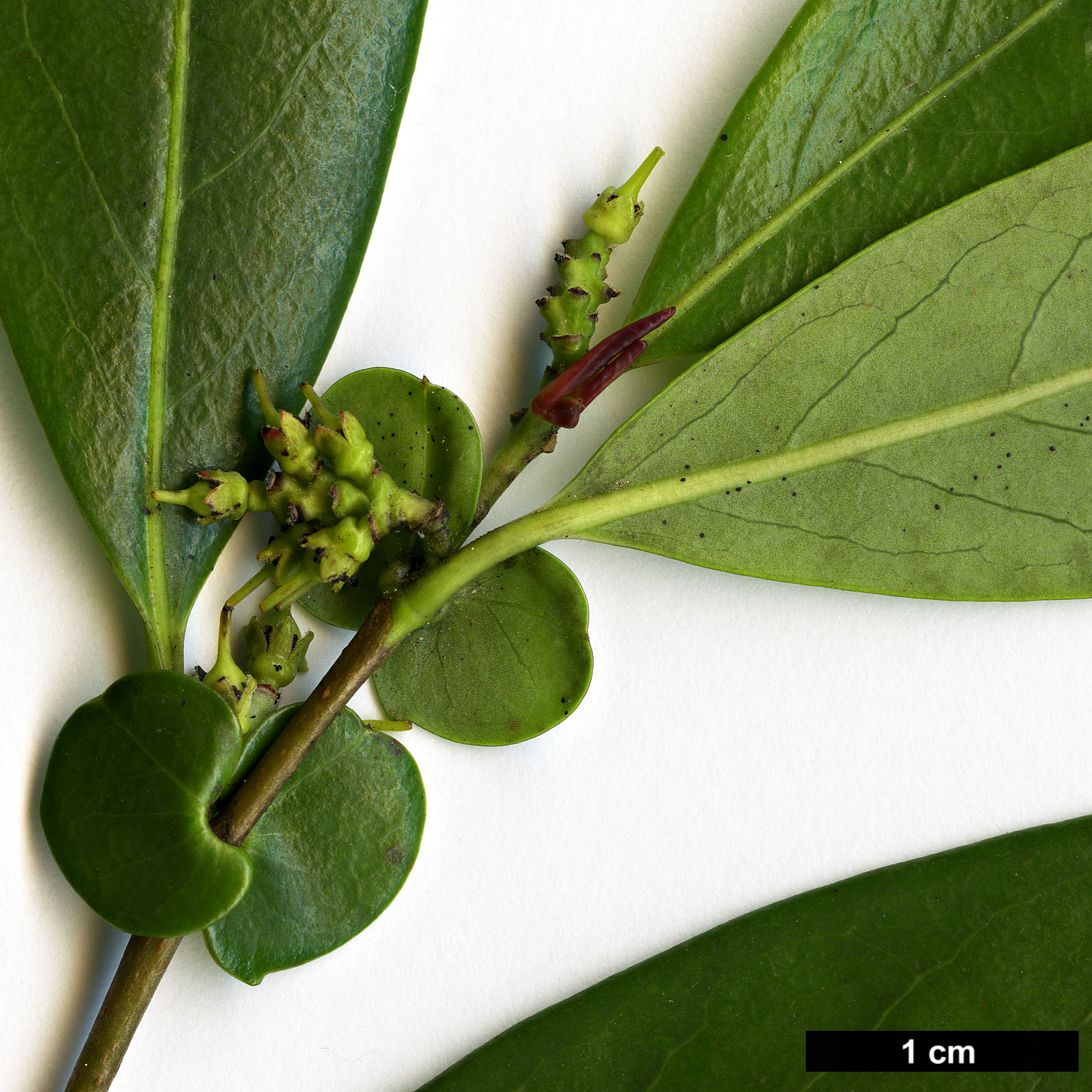 High resolution image: Family: Salicaceae - Genus: Azara - Taxon: uruguayensis